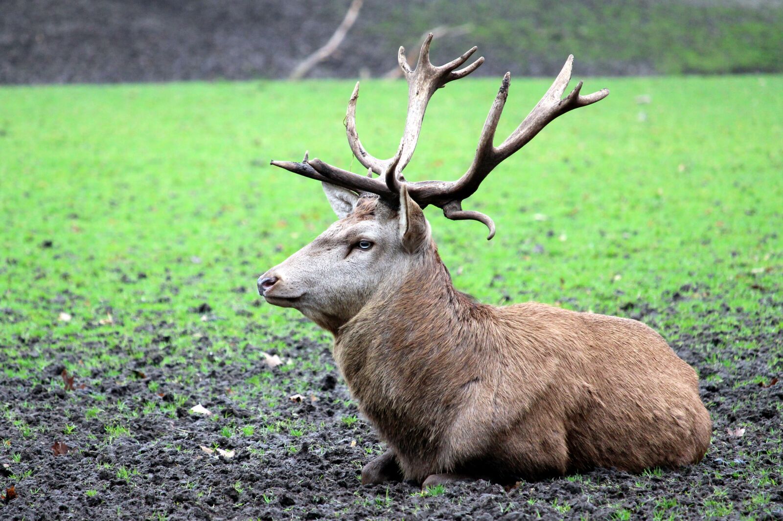 Canon EF-S 55-250mm F4-5.6 IS STM sample photo. Mammal, grass, animal photography