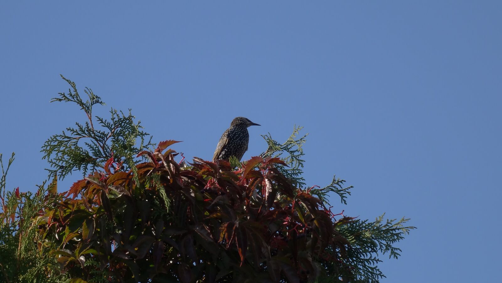 Sony DSC-HX50 sample photo. Starling, bird, autumn photography
