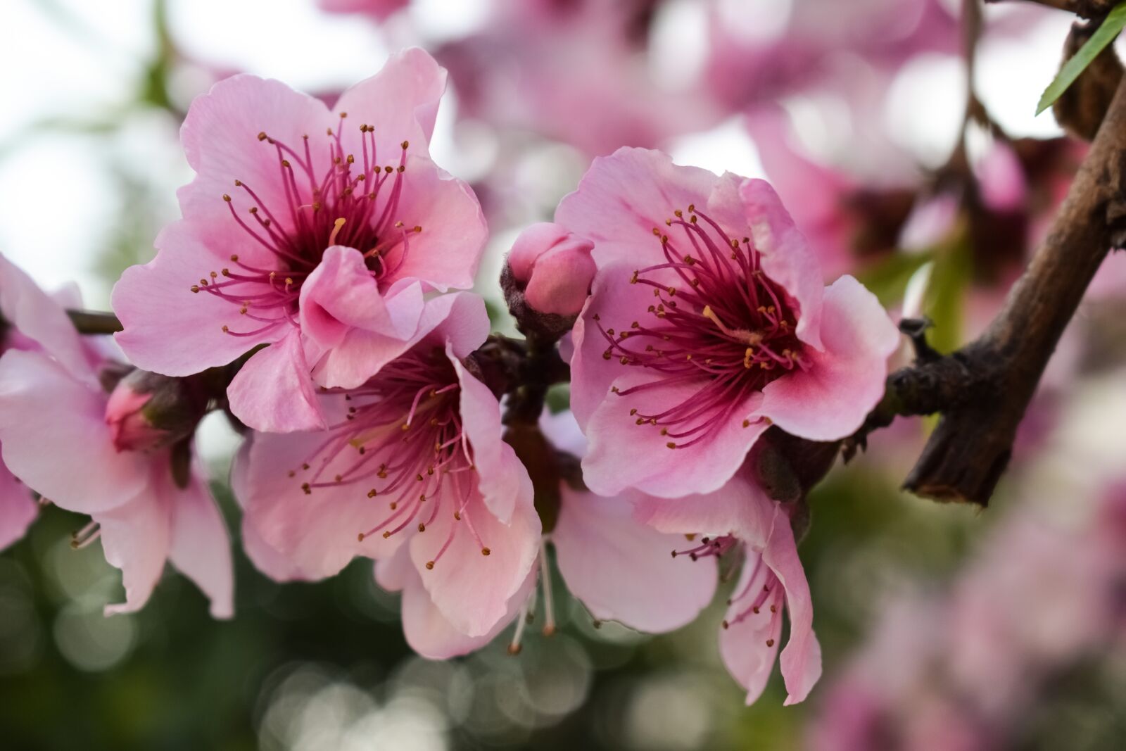 Nikon D3300 sample photo. Flowers, blossom, pink photography
