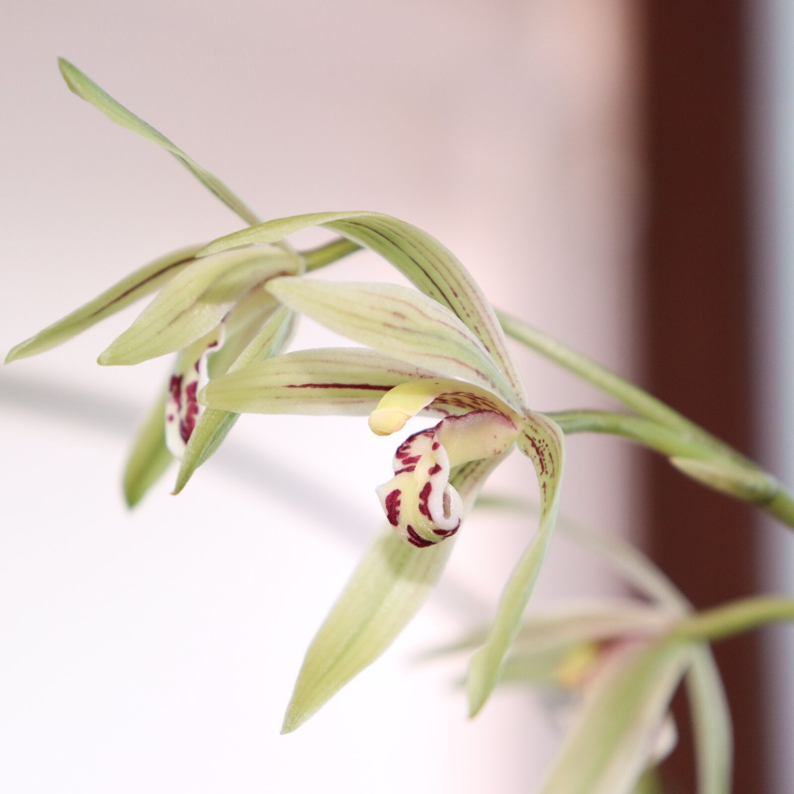 Canon EOS 800D (EOS Rebel T7i / EOS Kiss X9i) sample photo. Orchid, flower, white photography