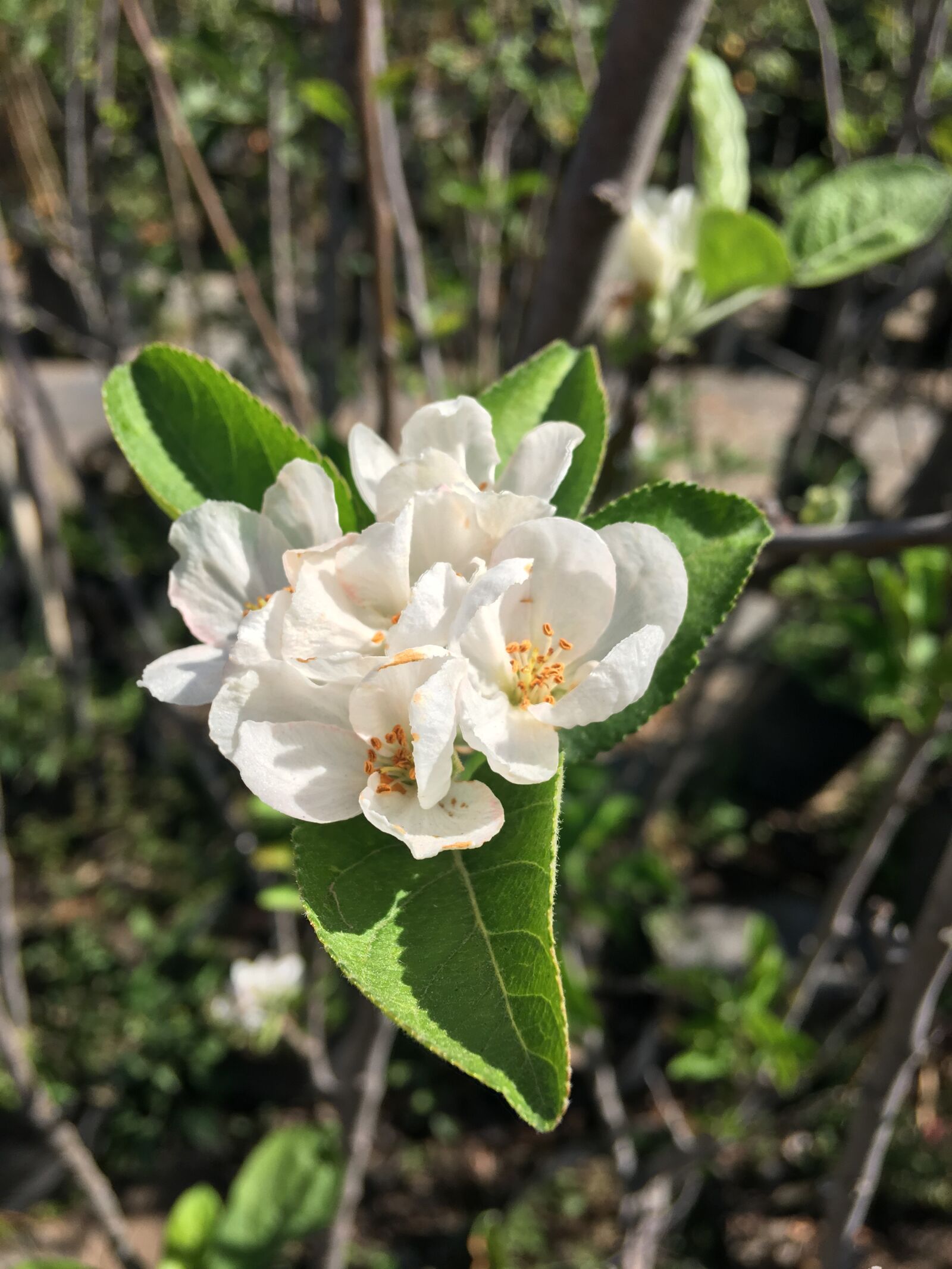 iPhone 6s Plus back camera 4.15mm f/2.2 sample photo. White, flower, blossom photography