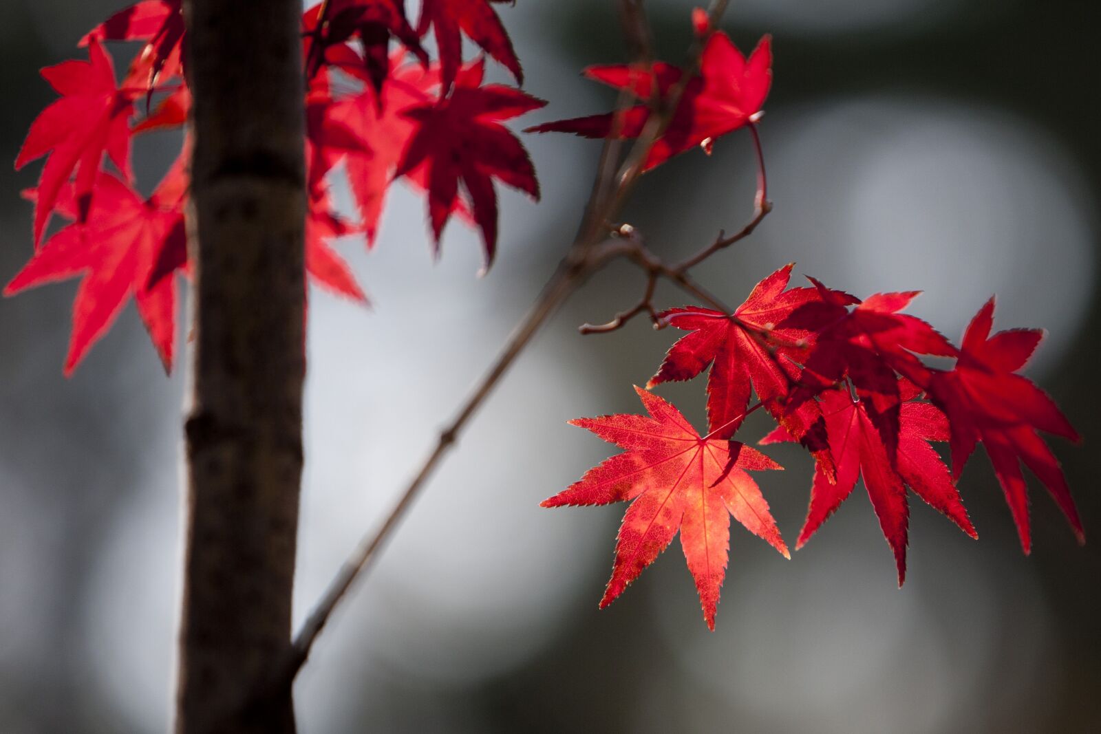 Canon EOS 5D sample photo. Maple leaf, autumn leaves photography