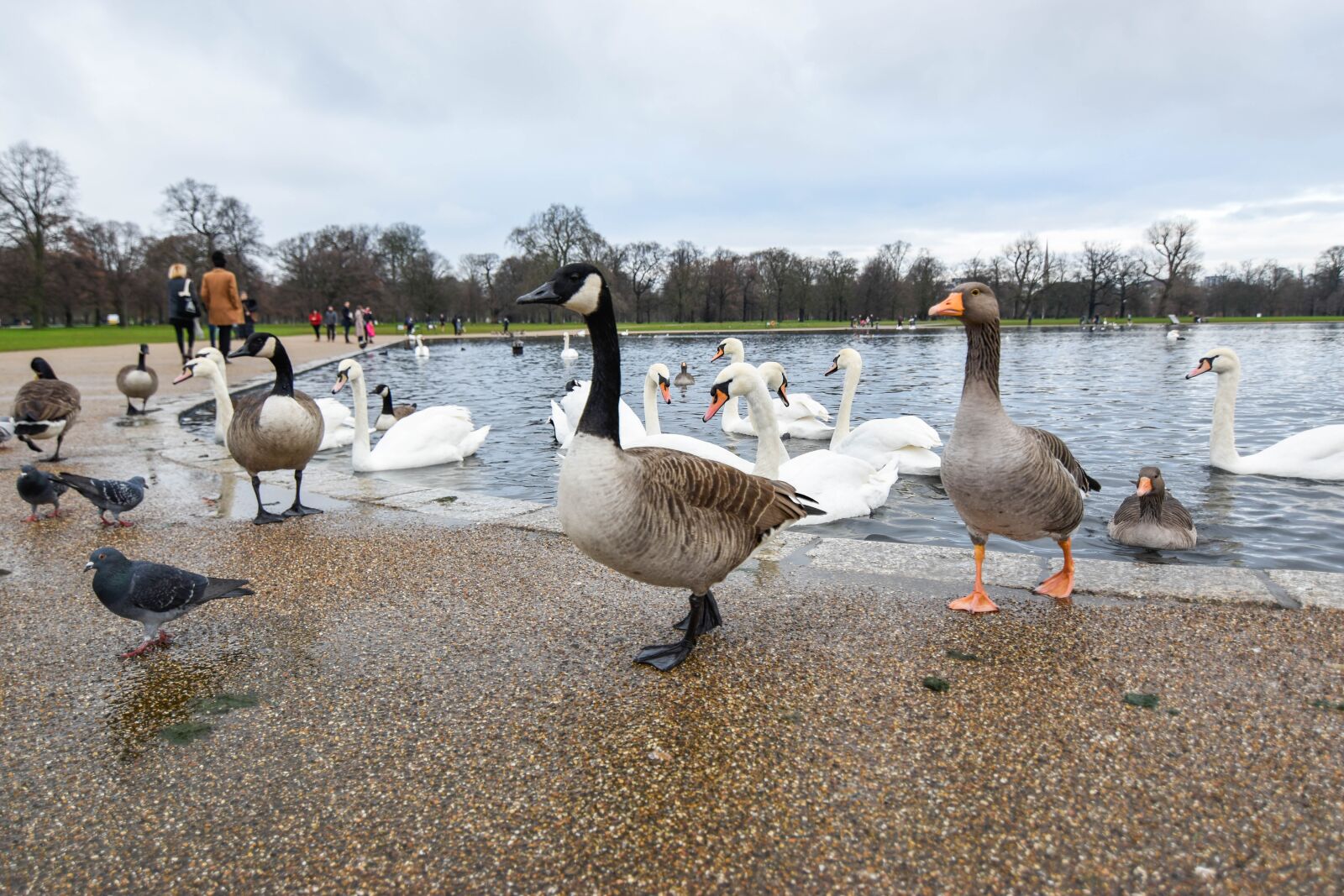Nikon D5500 sample photo. Duck, parks, river photography