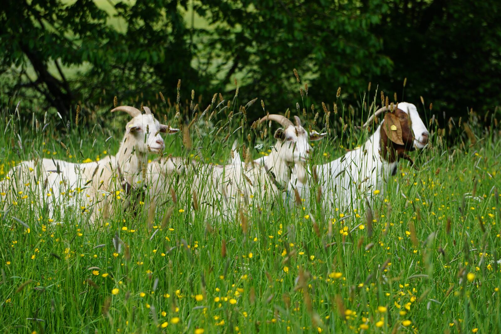 Sony E 55-210mm F4.5-6.3 OSS sample photo. Goat, animal, nature photography