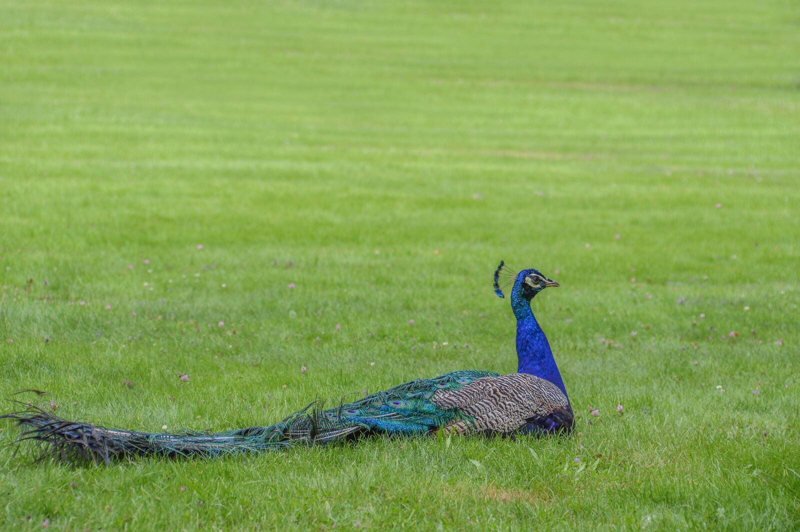 Nikon D3200 sample photo. Grass, nature, bird photography