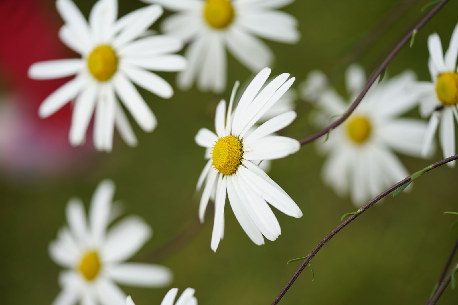Sony a7 II + Sony FE 90mm F2.8 Macro G OSS sample photo. Autumn, flowers, nature photography