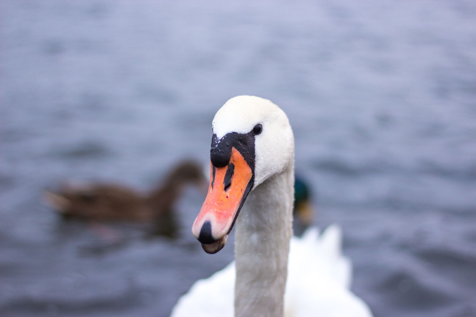 Canon EOS 600D (Rebel EOS T3i / EOS Kiss X5) + Canon EF 50mm F1.8 STM sample photo. Swan, lake, water photography