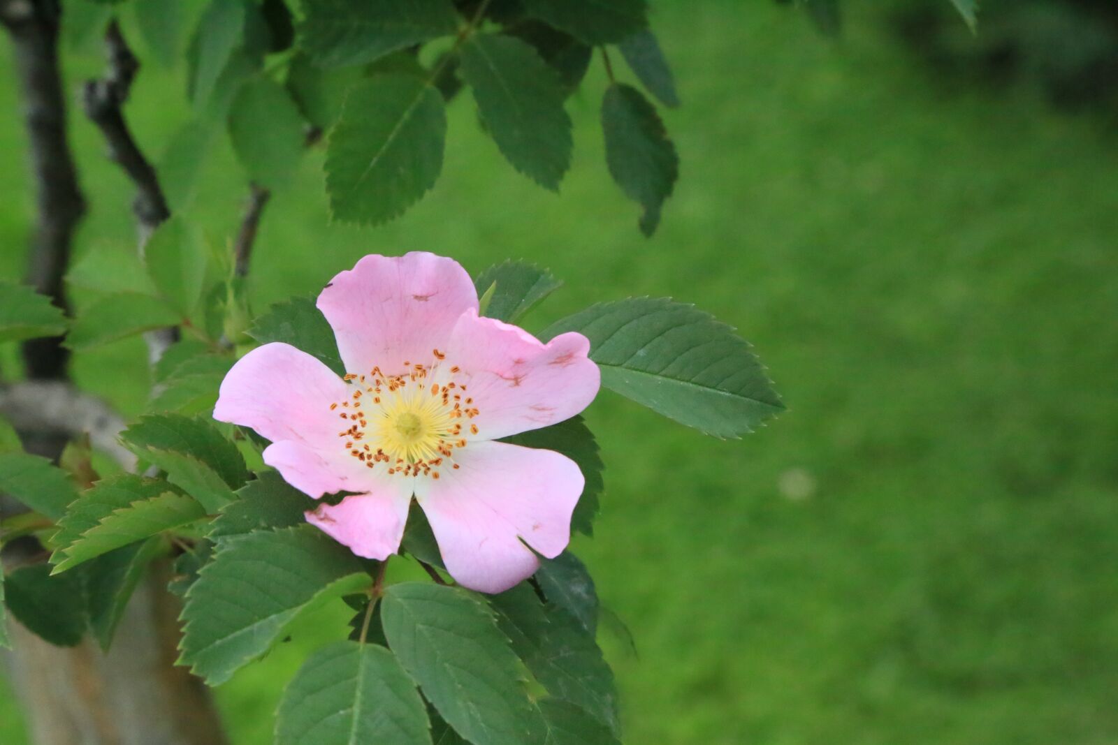 Canon EF 24-105mm F4L IS USM sample photo. Rosehip, flower, nature photography