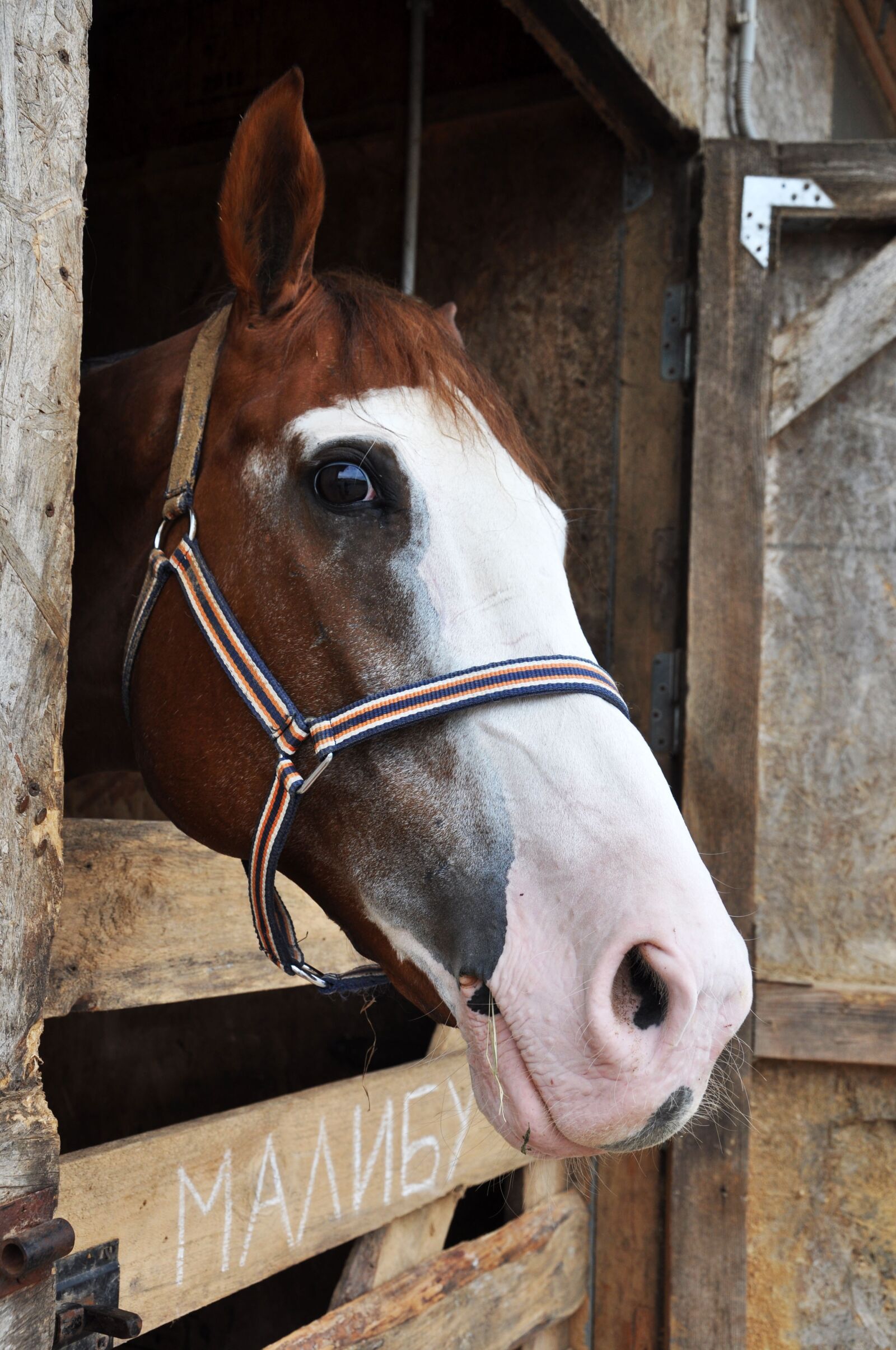 Nikon D5000 sample photo. Horses, animals, nature photography