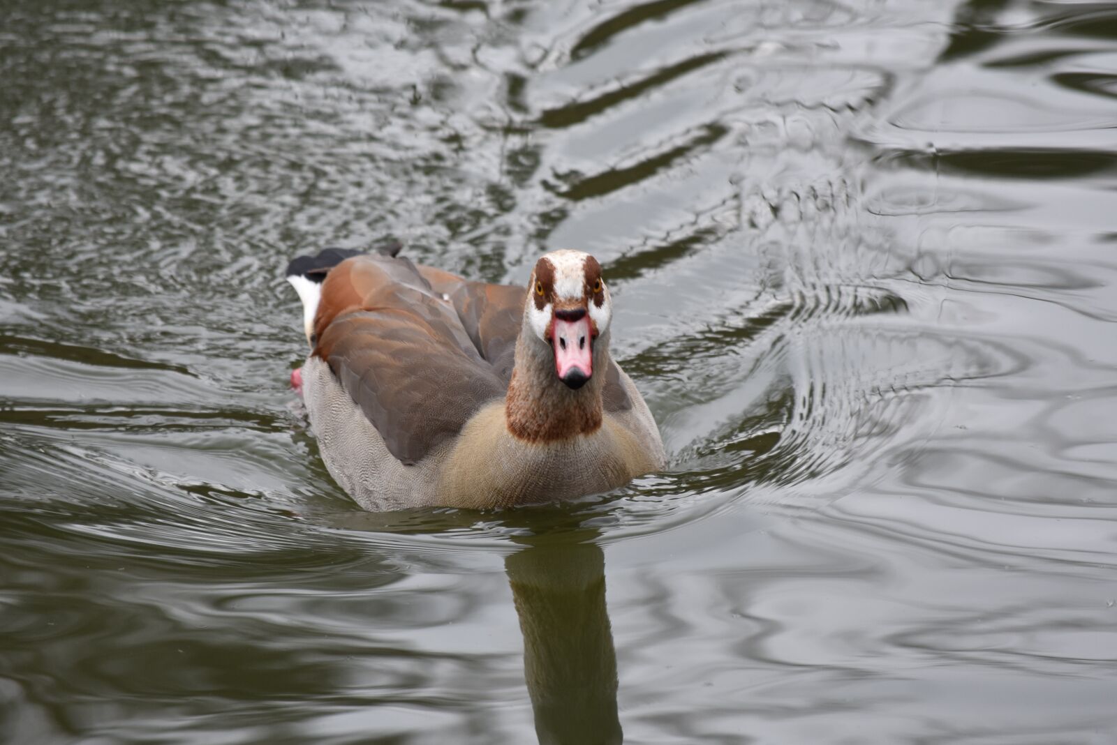 Nikon D3400 sample photo. Birds, body of water photography