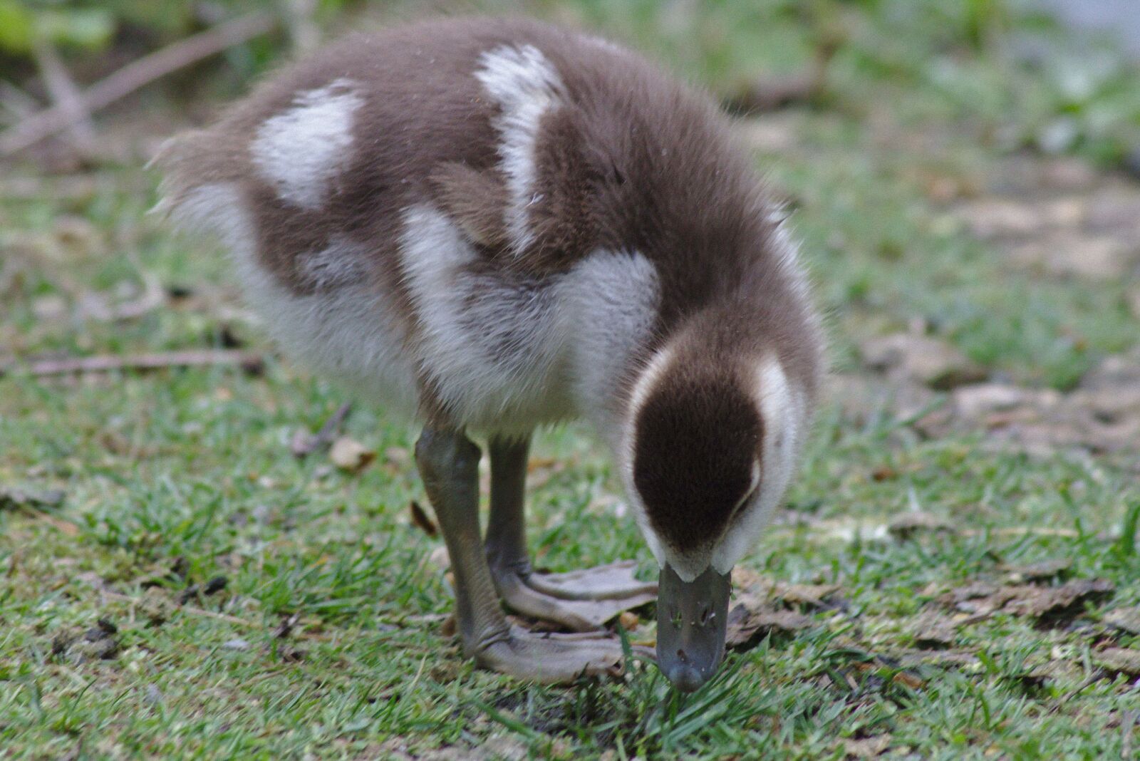 Canon EOS 750D (EOS Rebel T6i / EOS Kiss X8i) sample photo. Goose, chicks, bird photography