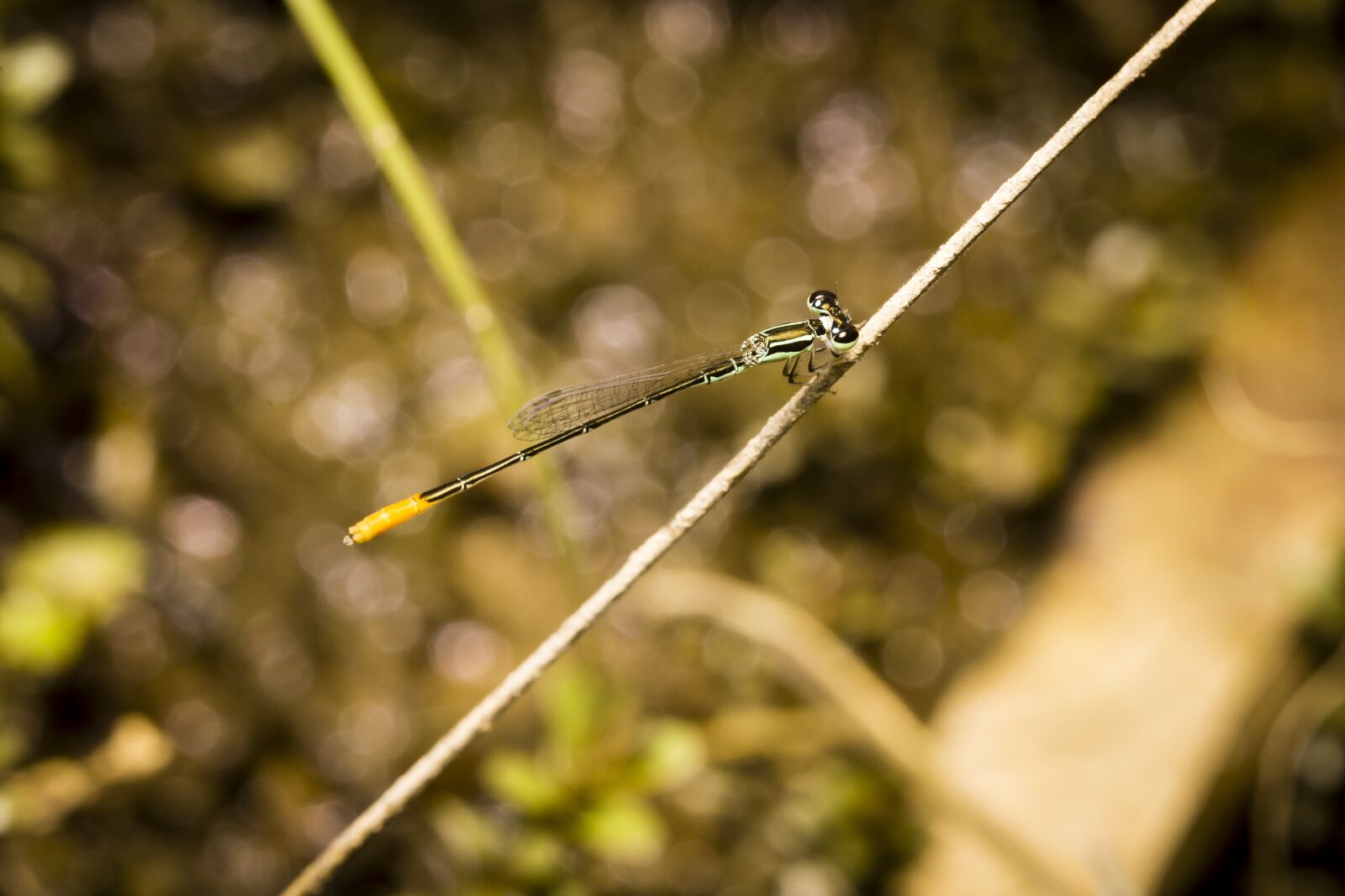 Canon EOS 6D + Canon EF 100mm F2.8 Macro USM sample photo. Dragonflies, natural, vietnam photography