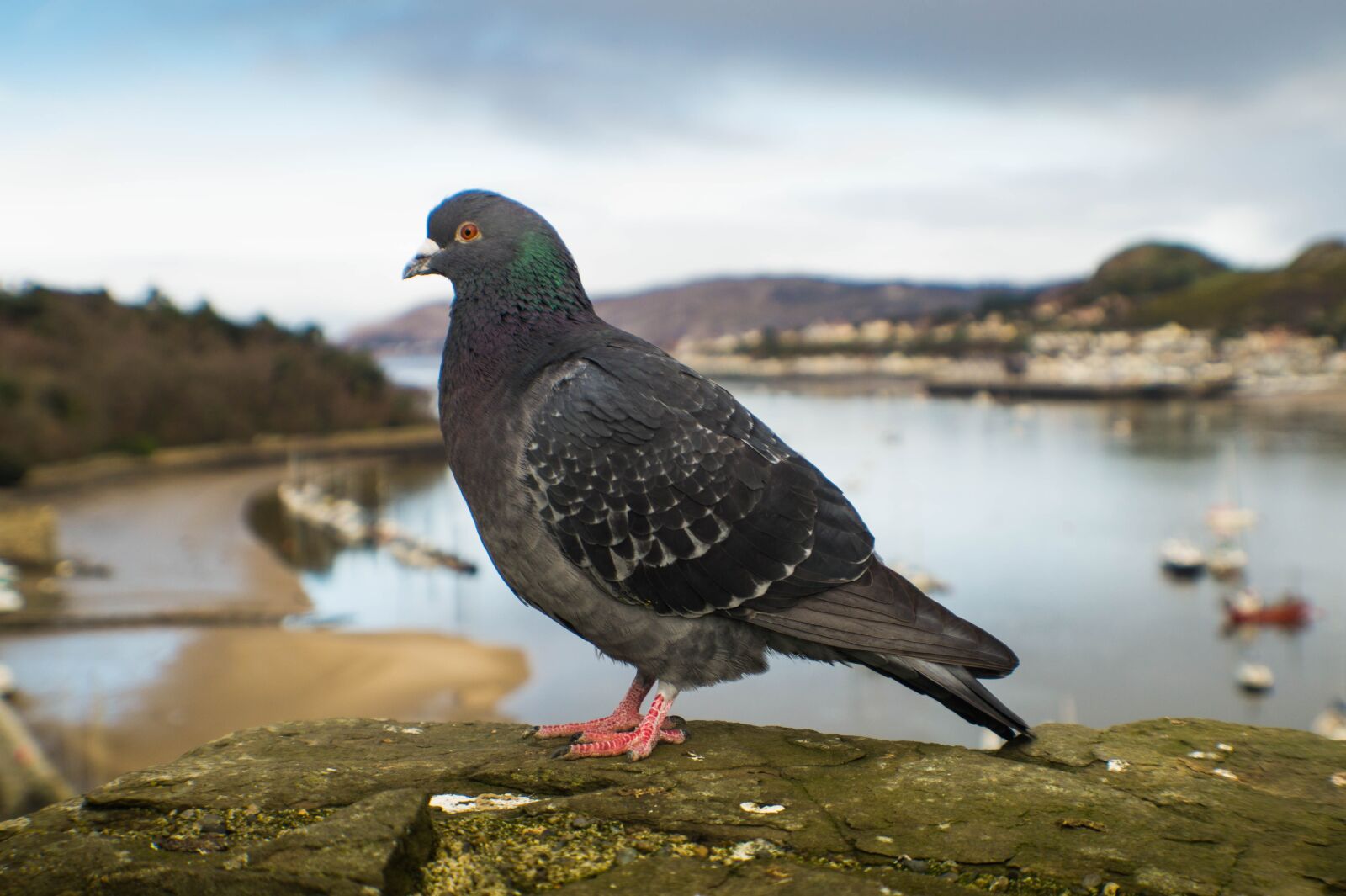 Sony DT 18-55mm F3.5-5.6 SAM II sample photo. Pigeon, wales, conwy photography