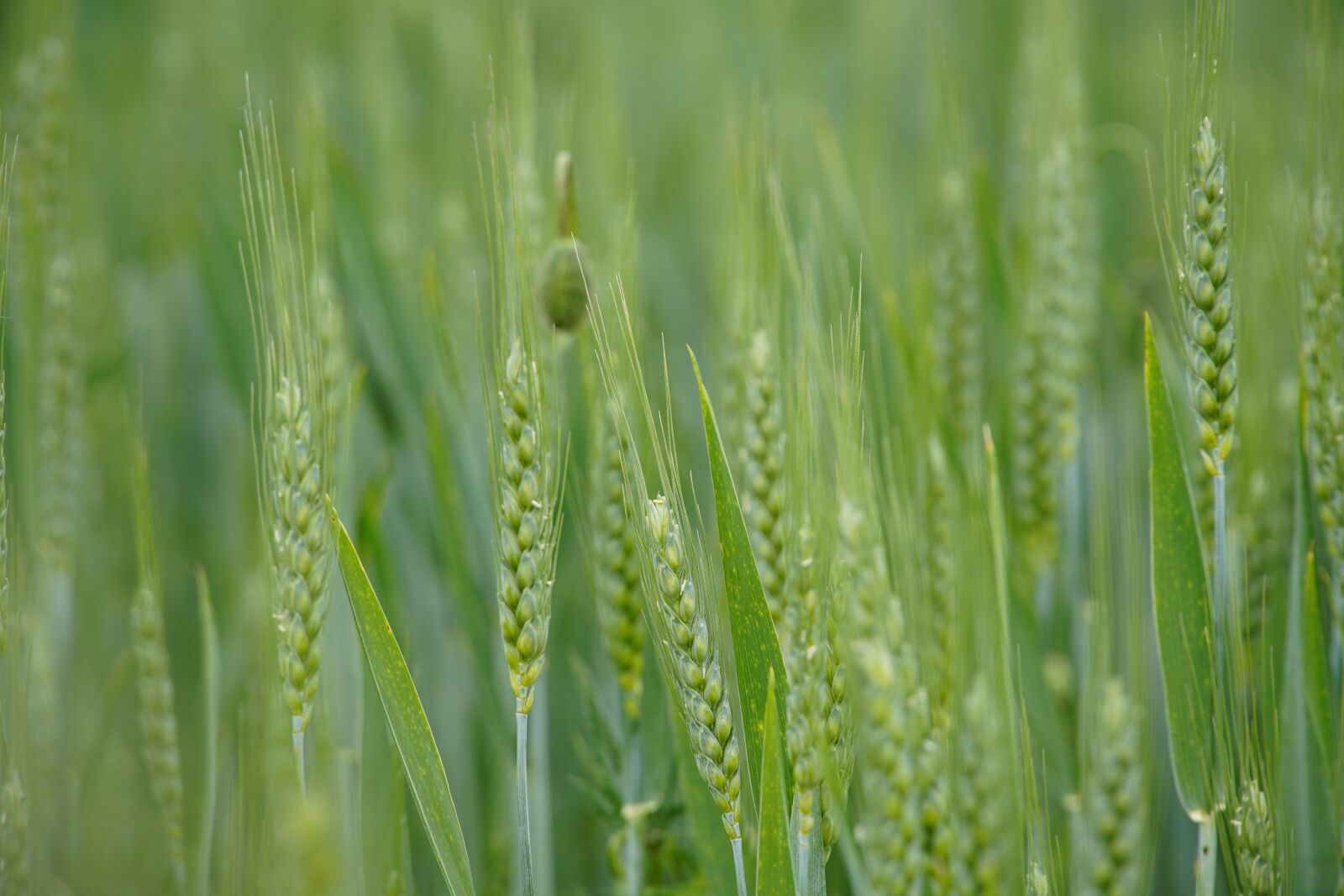 Sony a7R II sample photo. Rye, field, agriculture photography