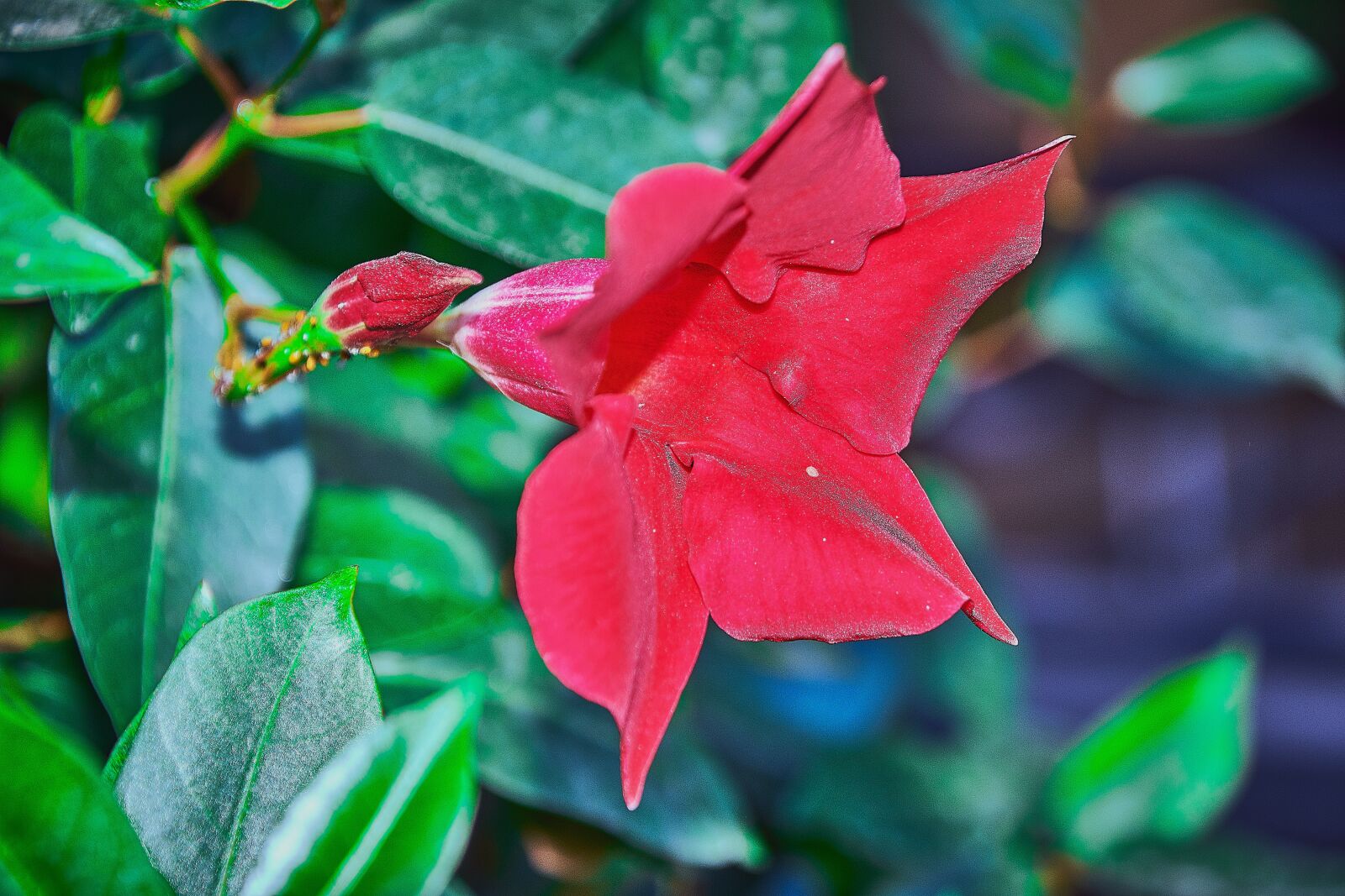 Nikon D7200 sample photo. Flower, garden, red photography
