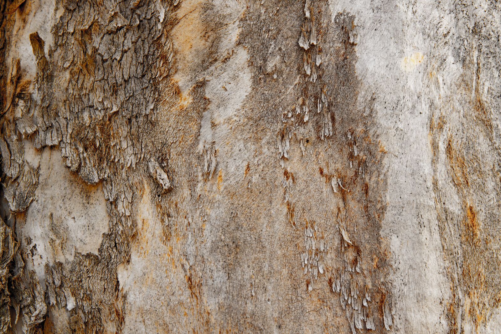 Canon EOS 6D Mark II sample photo. Texture, tree, wood photography