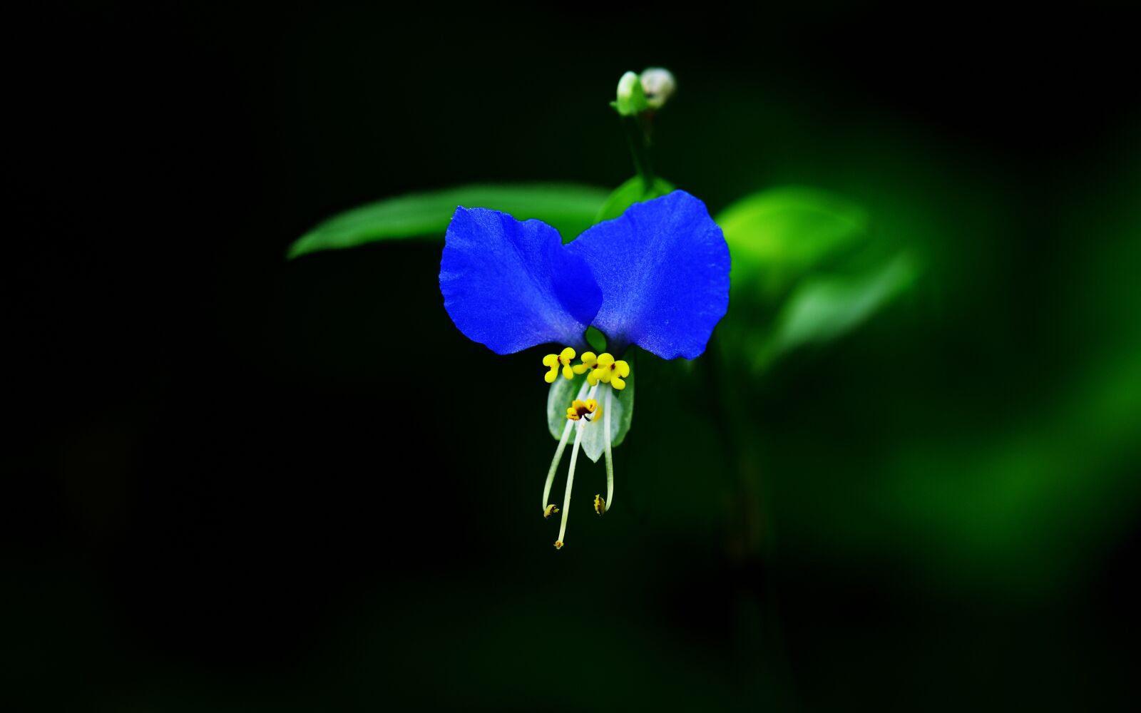 Nikon D800 sample photo. Autumnal, plant, asiatic dayflower photography