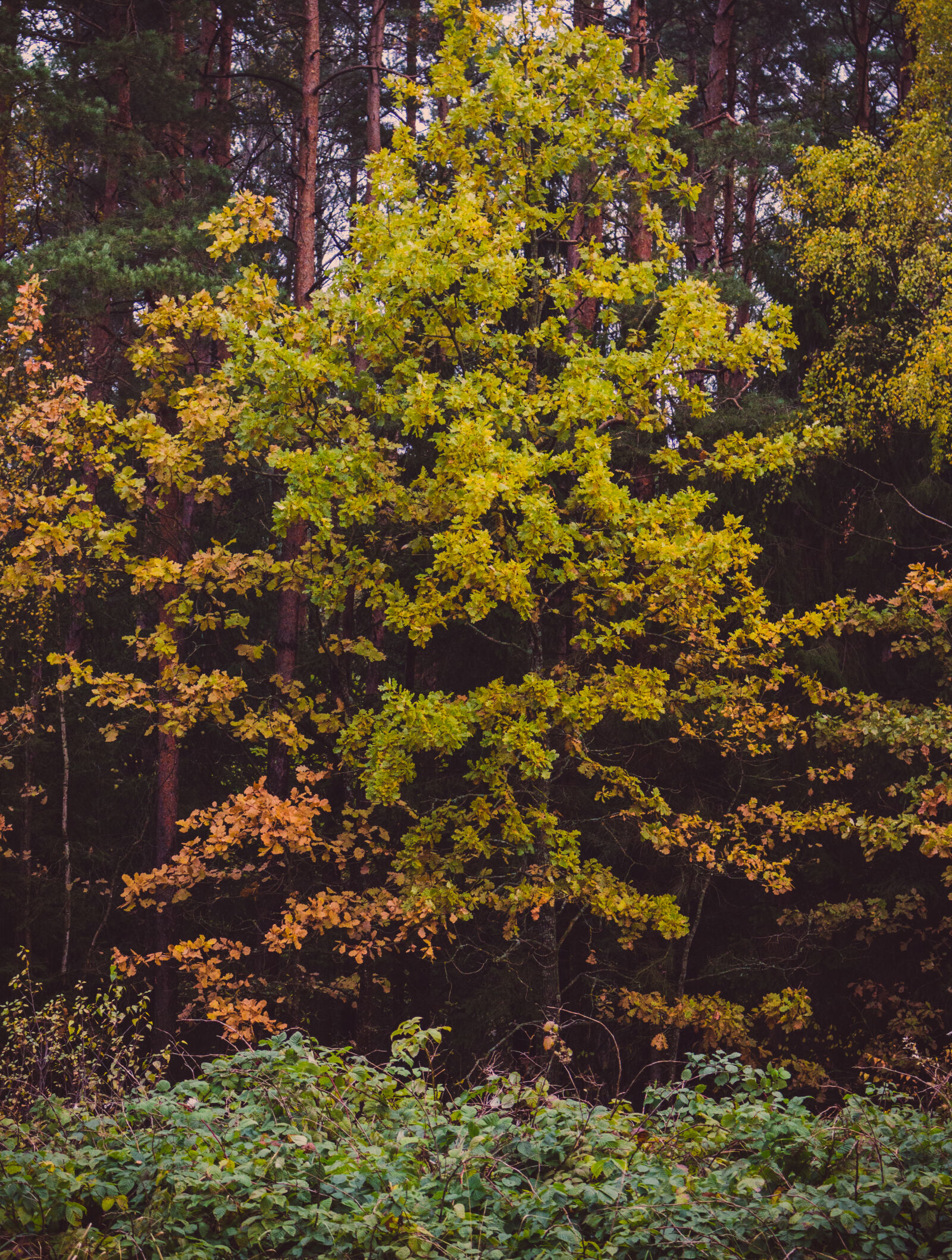Canon EOS 700D (EOS Rebel T5i / EOS Kiss X7i) sample photo. Autumn, colours, environment, foliage photography