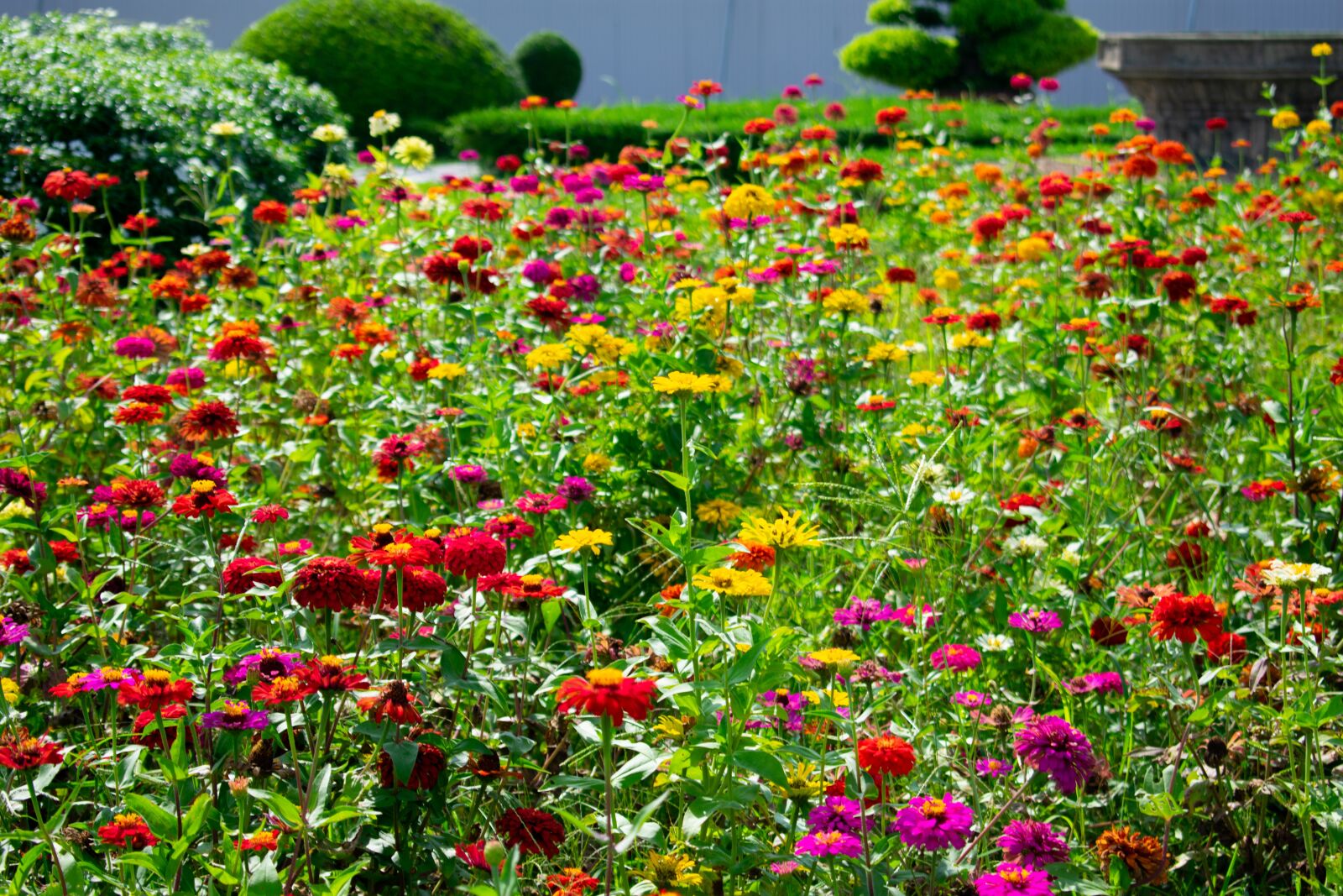 Nikon D3400 sample photo. Flowers, vietnam, hoi an photography