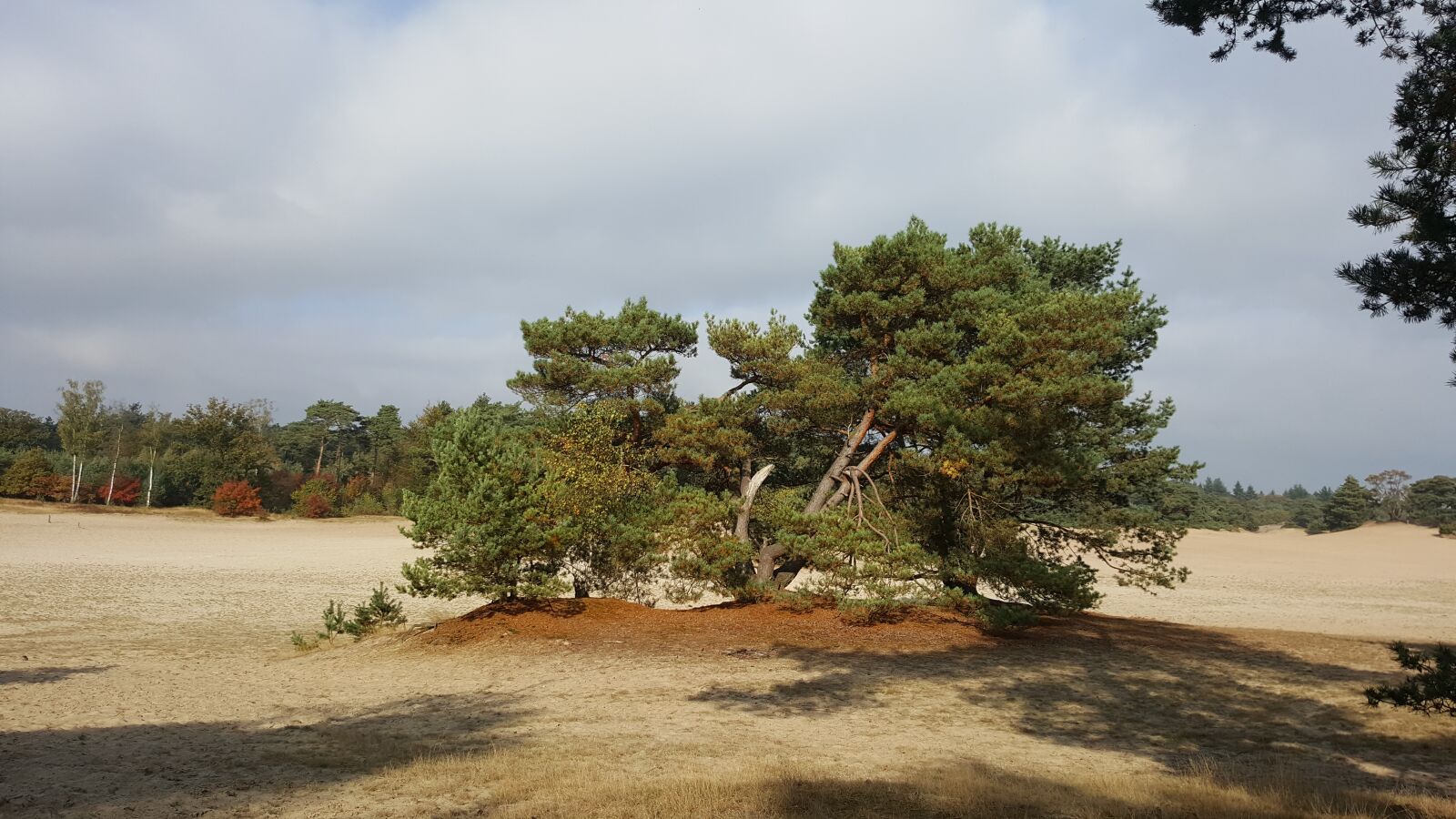 Samsung GALAXY S6 edge sample photo. Dune, sand, dutch landscape photography