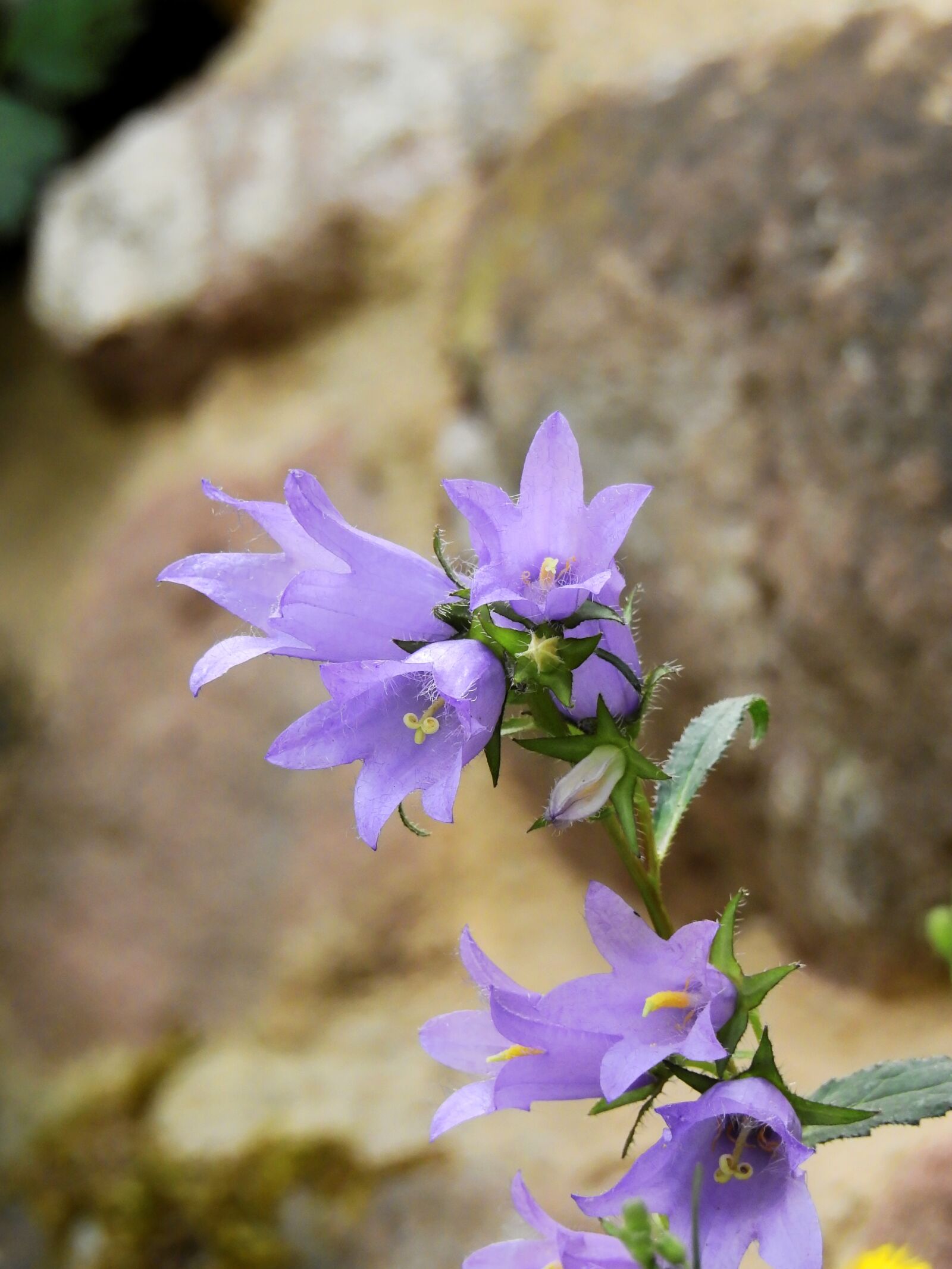 Nikon Coolpix P900 sample photo. Flower, blossom, bloom photography
