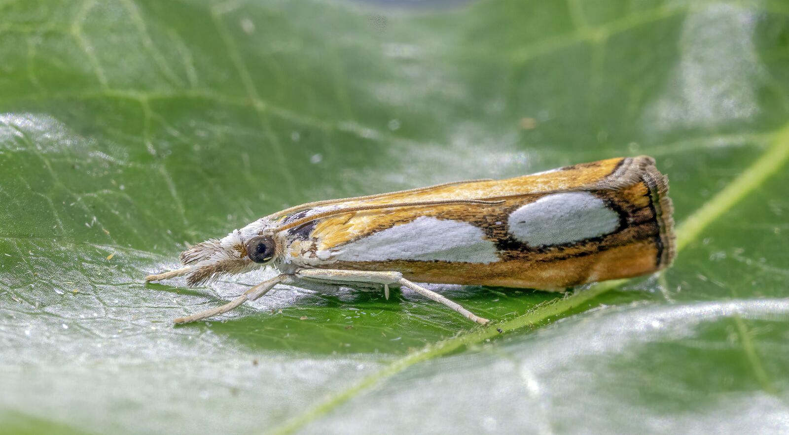 Canon MP-E 65mm F2.5 1-5x Macro Photo sample photo. Pearl grass-veneer, moth, micro photography