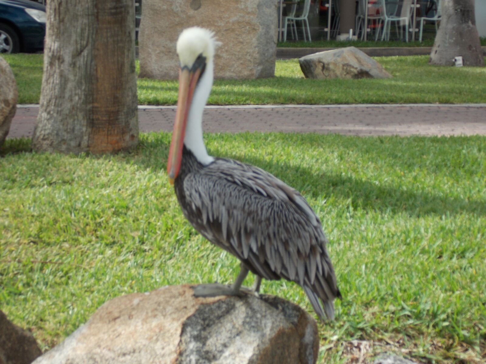 Nikon Coolpix L810 sample photo. Pelican, at, bay photography