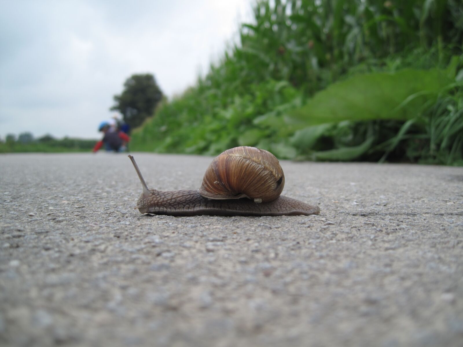 Canon PowerShot SD990 IS (Digital IXUS 980 IS / IXY Digital 3000 IS) sample photo. Snail, road, casing photography