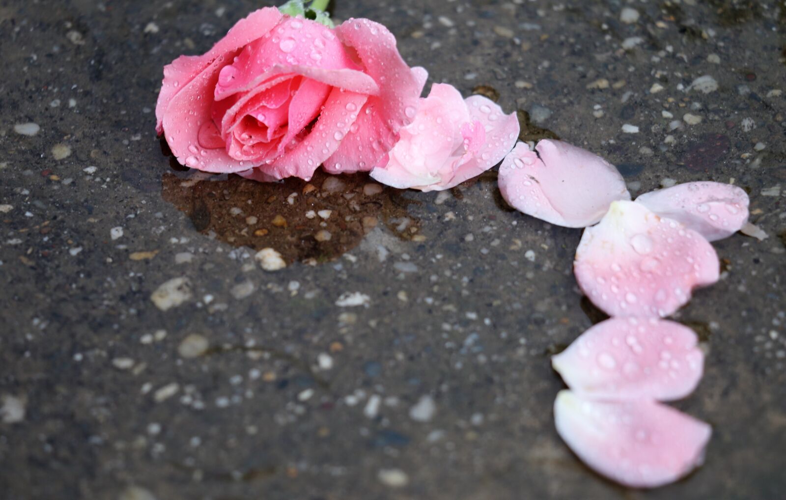 Canon EF 70-300 F4-5.6 IS II USM sample photo. Pink rose papillon, petals photography