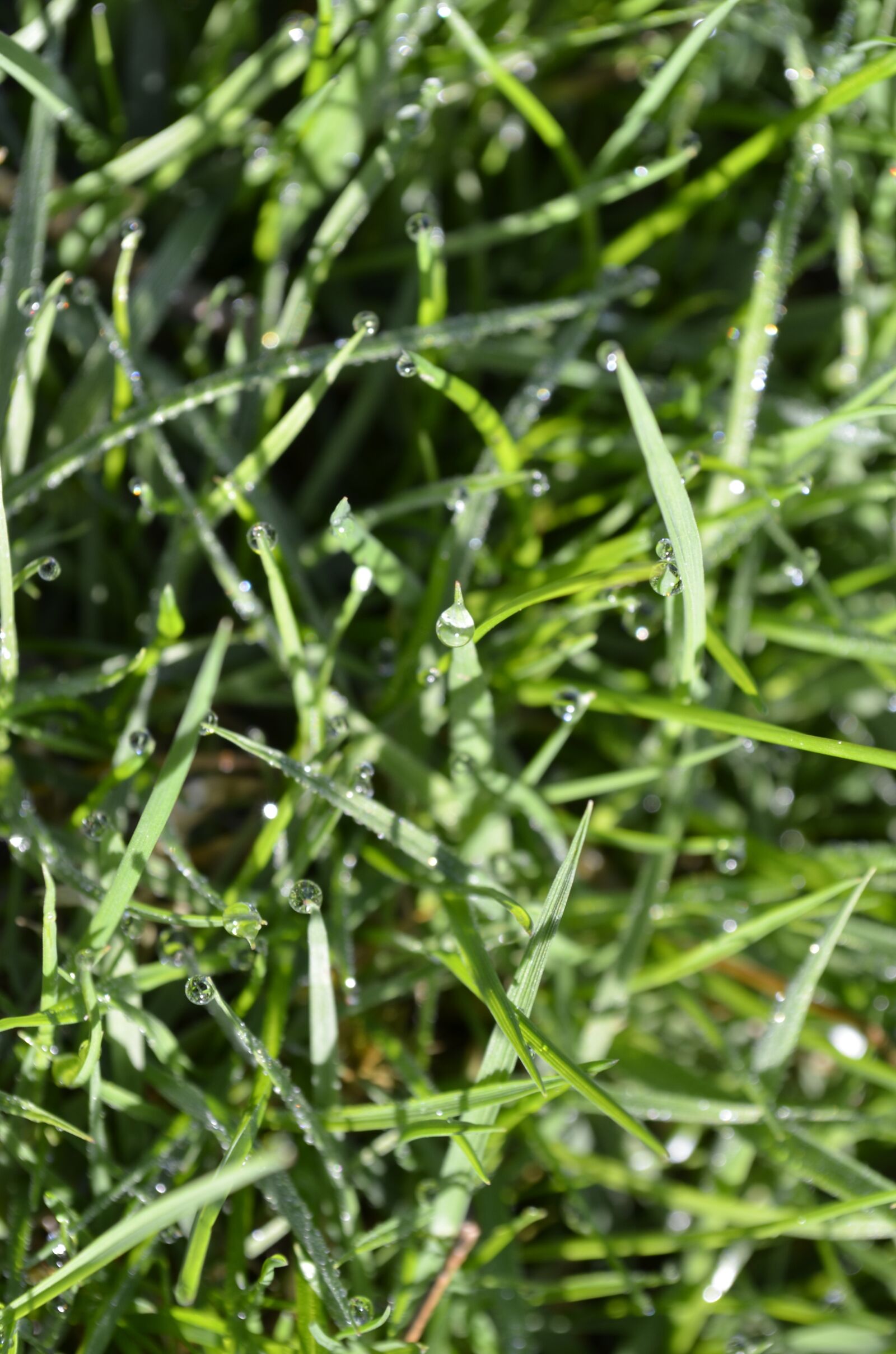 Nikon D5100 sample photo. Grass, water, ball photography