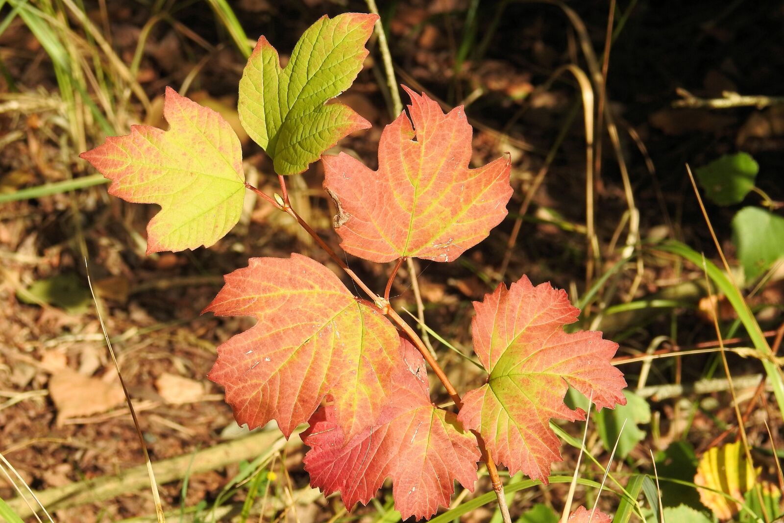 Nikon Coolpix P900 sample photo. Colorful leaves, autumn, autumn photography