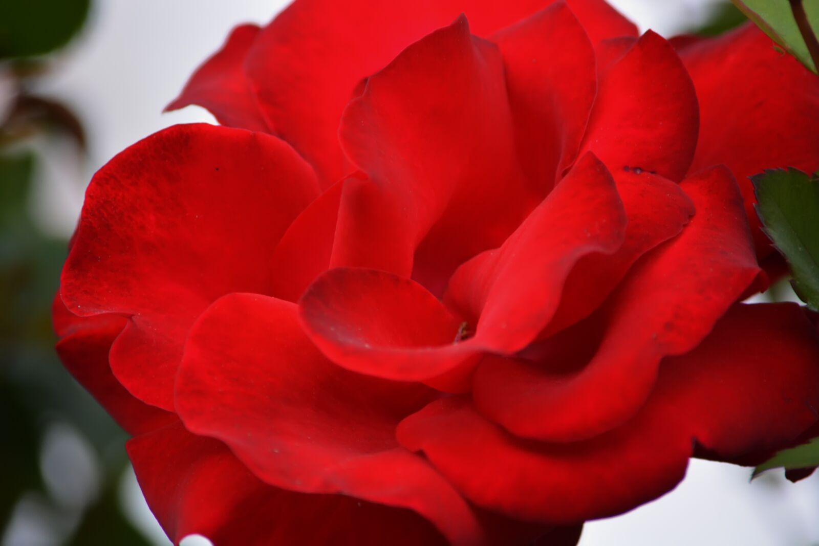 Nikon D5200 sample photo. Rose, flower, bush photography