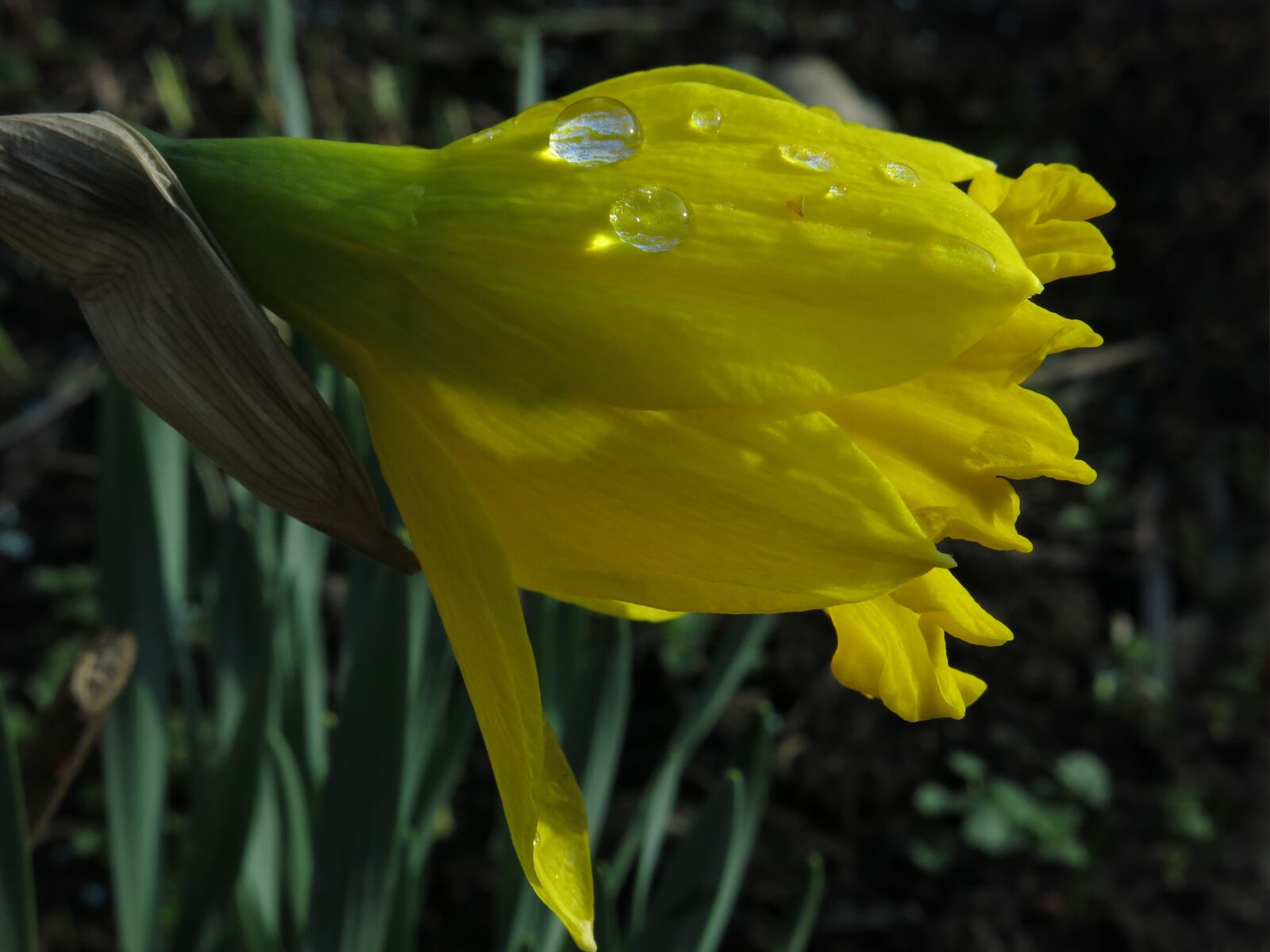 Canon PowerShot G15 sample photo. Narcissus, amaryllis plant, nature photography