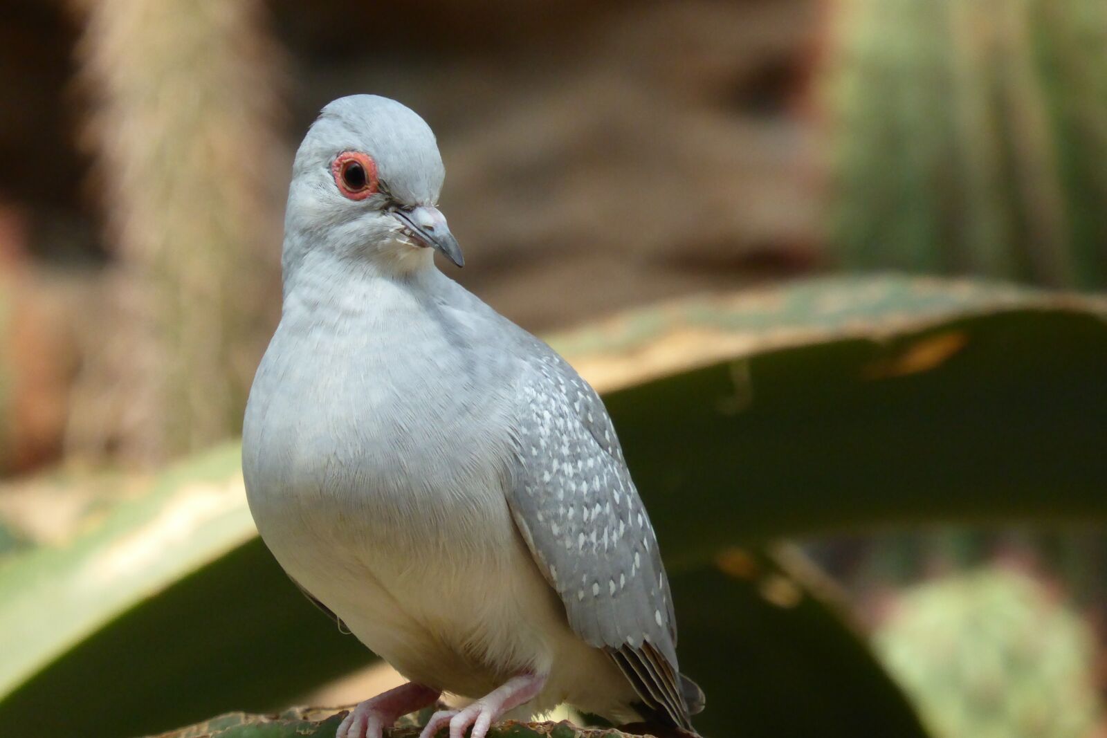 Panasonic DMC-TZ61 sample photo. Bird, dove, desert dove photography