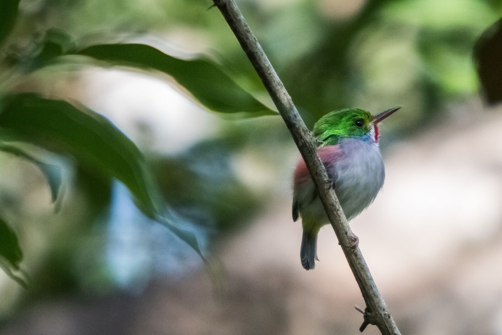 Canon EF 70-200mm F2.8L IS USM sample photo. Cuba, matanzas, cienaga de photography