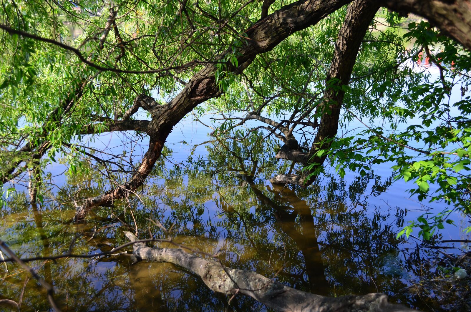 Nikon D5100 sample photo. Pond, backwater, tree photography