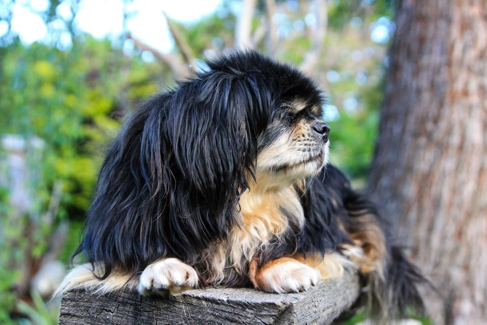 Canon EOS 1100D (EOS Rebel T3 / EOS Kiss X50) sample photo. Cute, nature, portrait, animal photography