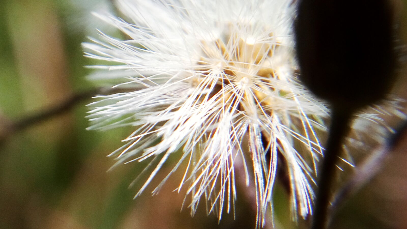 Lenovo VIBE X3 LITE sample photo. Background, beautiful, flowers, desktop photography
