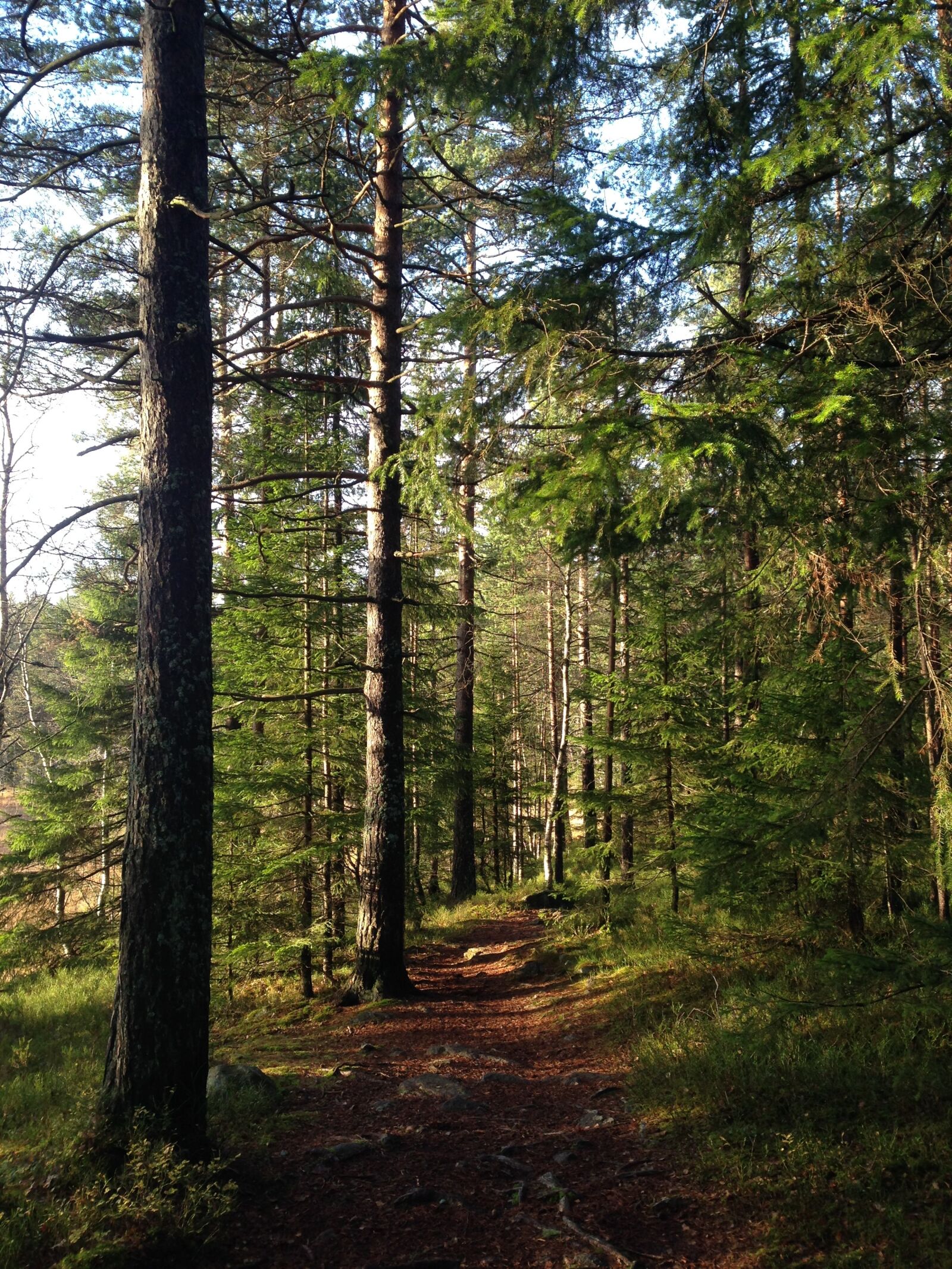 iPhone 5 back camera 4.12mm f/2.4 sample photo. Autumn, forest, nature photography
