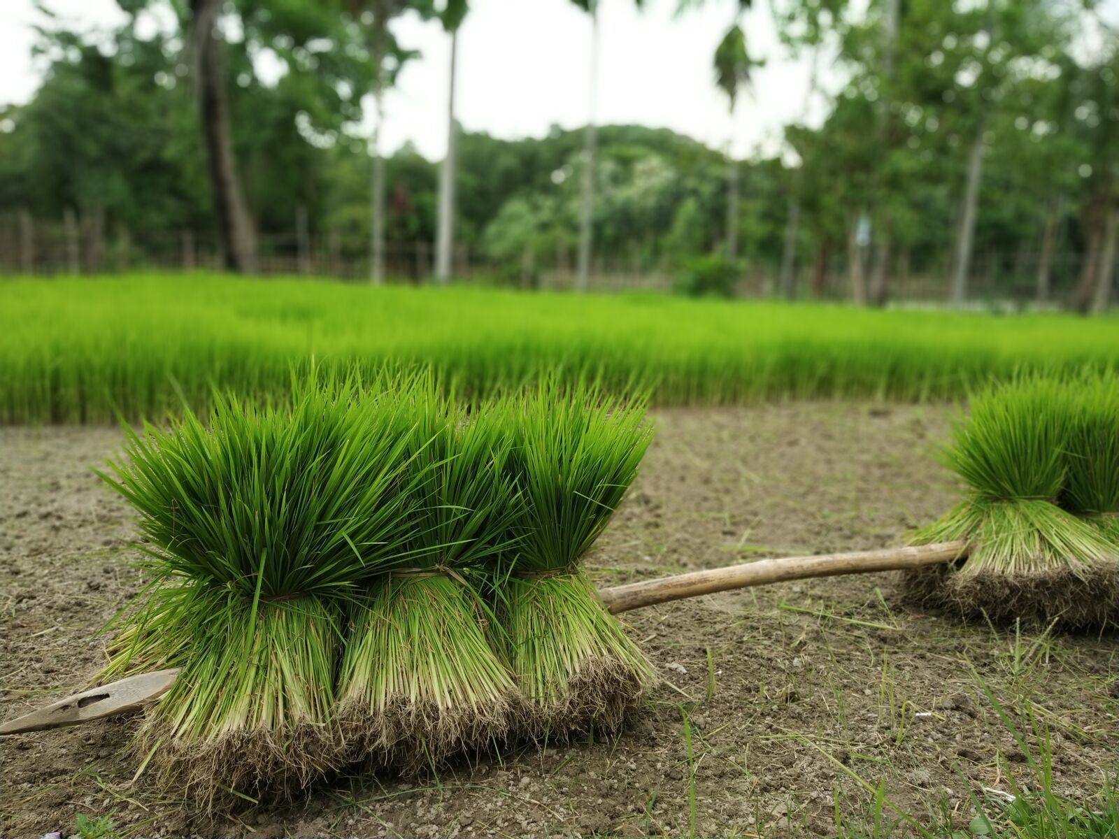 Xiaomi Redmi Note 5 Pro sample photo. Green, beautiful, village photography