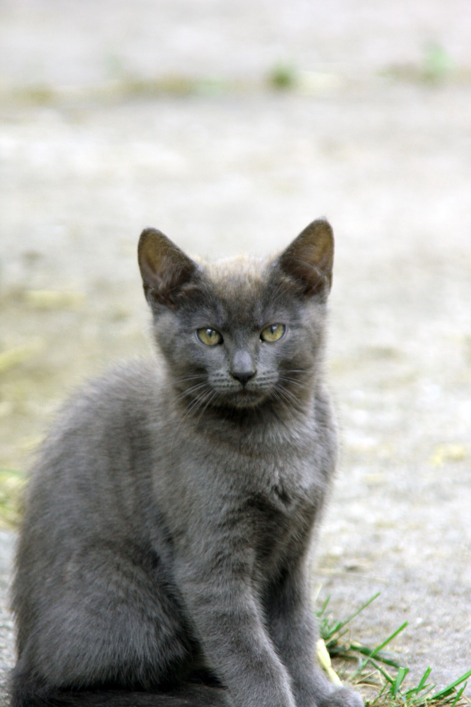 Canon EOS 40D sample photo. Animal, mammal, cute photography