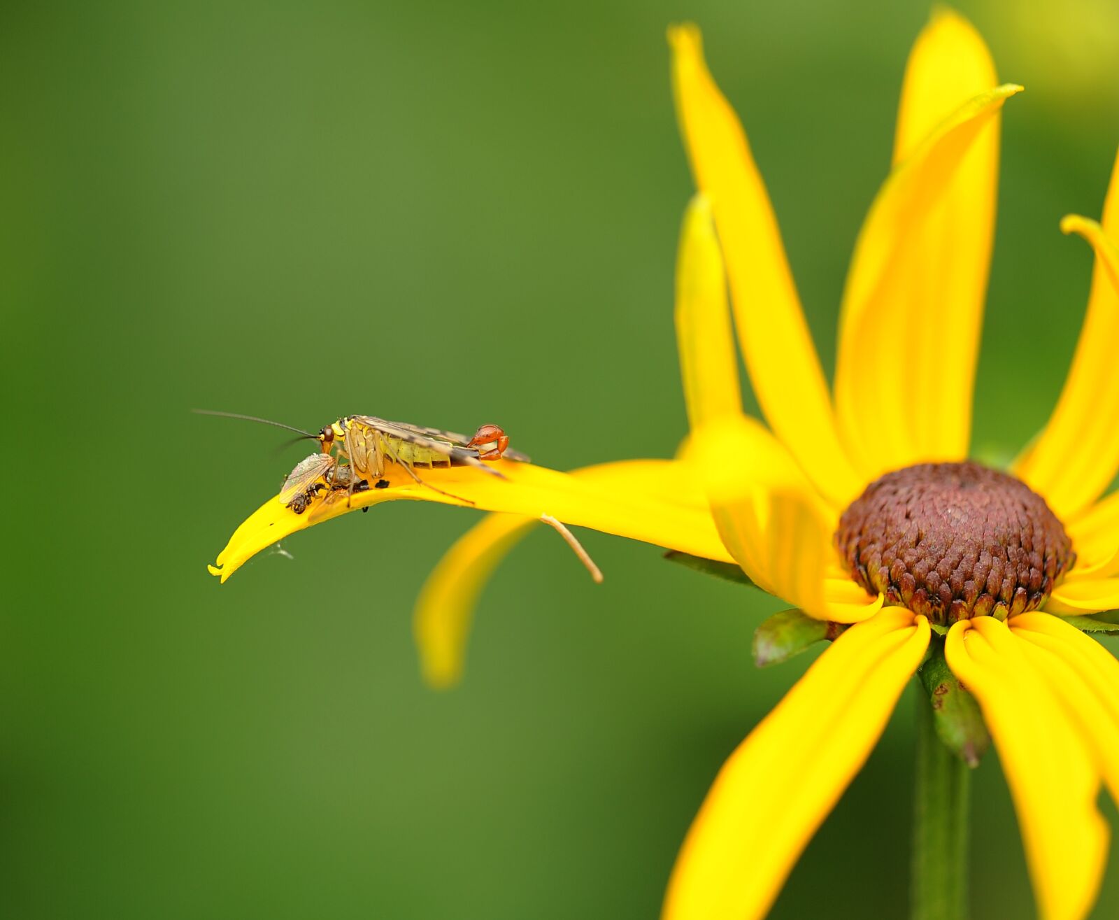 Nikon D3S sample photo. Communis, insect, nature photography