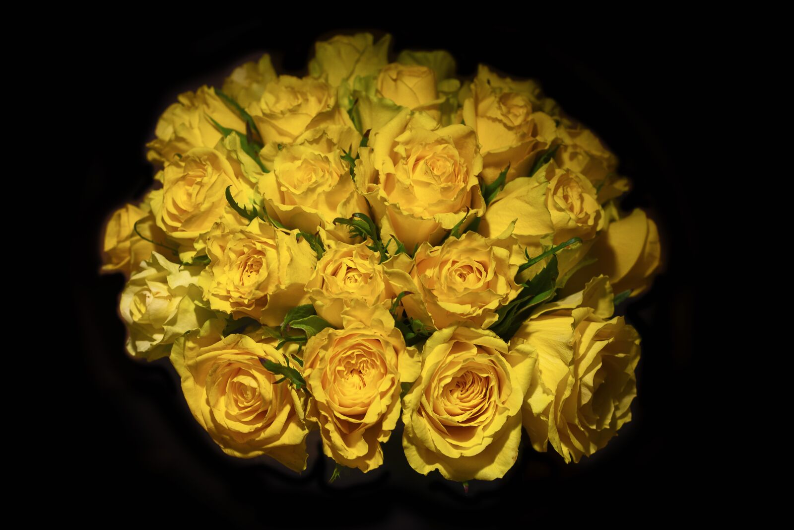 Nikon D3400 sample photo. Flower, vase, rose photography