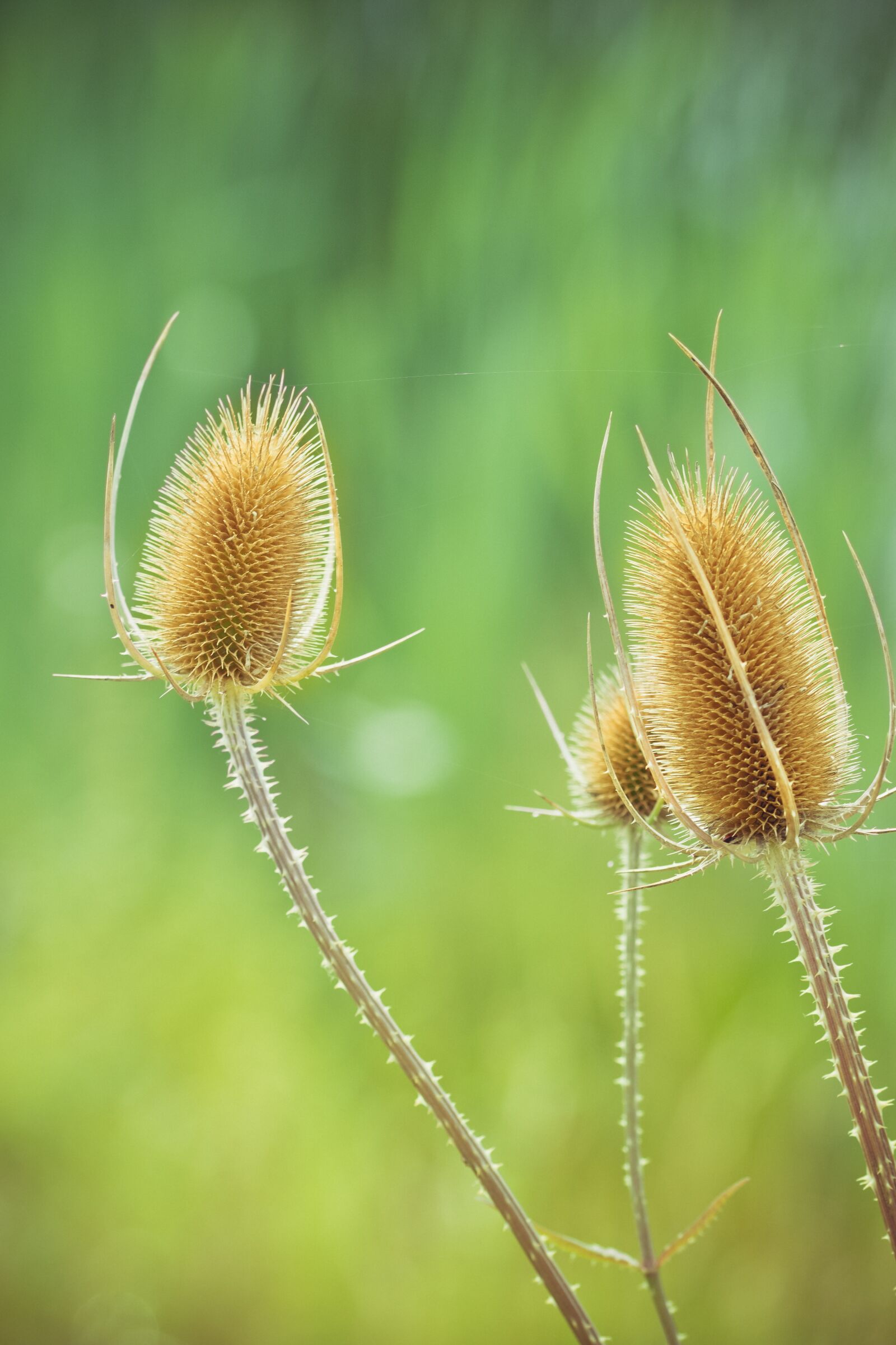 105mm F2.8 sample photo. Thistle, prickly, vegetable photography