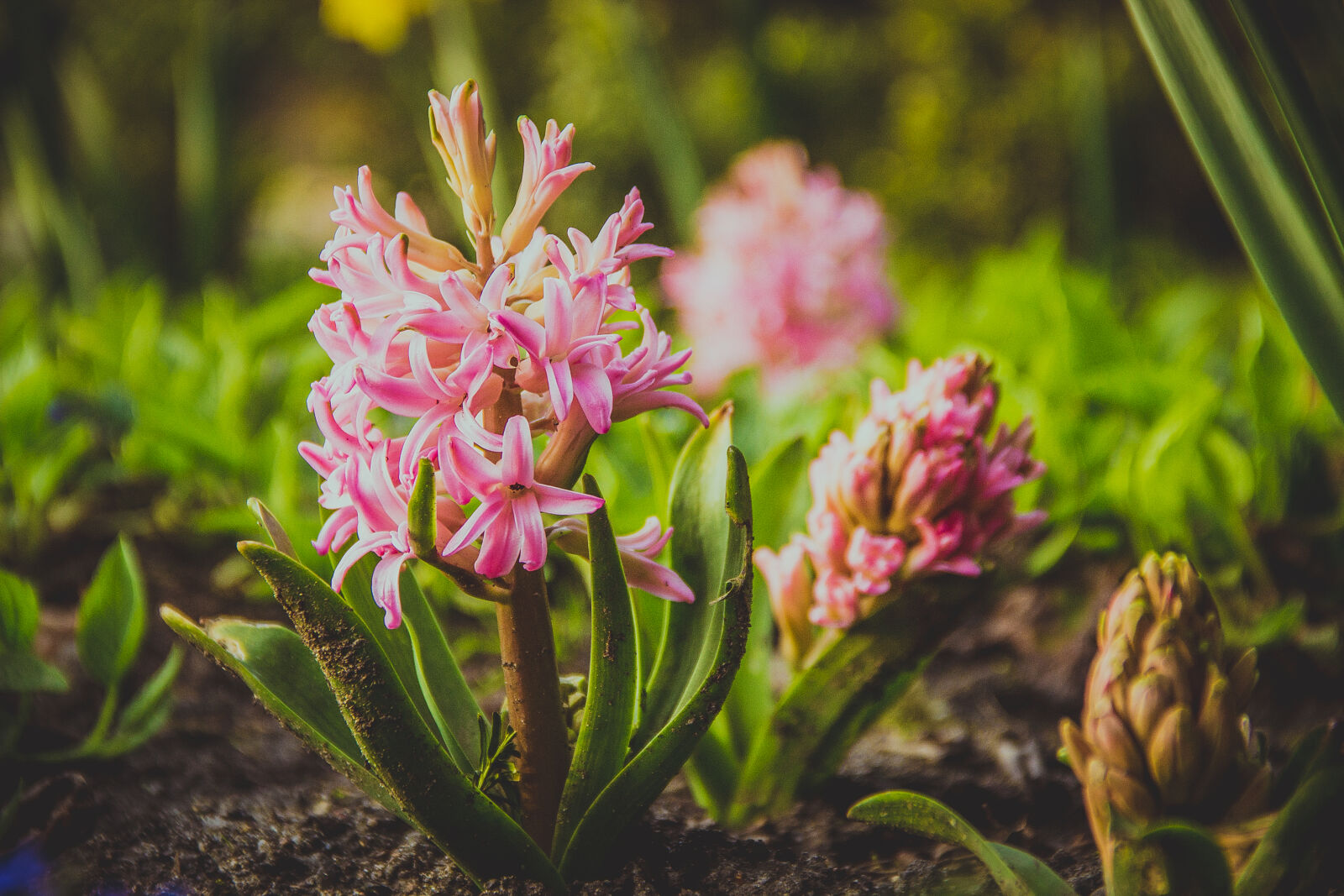 Canon EOS 600D (Rebel EOS T3i / EOS Kiss X5) sample photo. Flower, flowers, ground, leaves photography