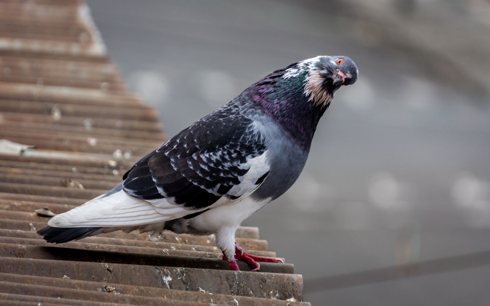 Sony a6000 sample photo. Photo, dove, animal photography