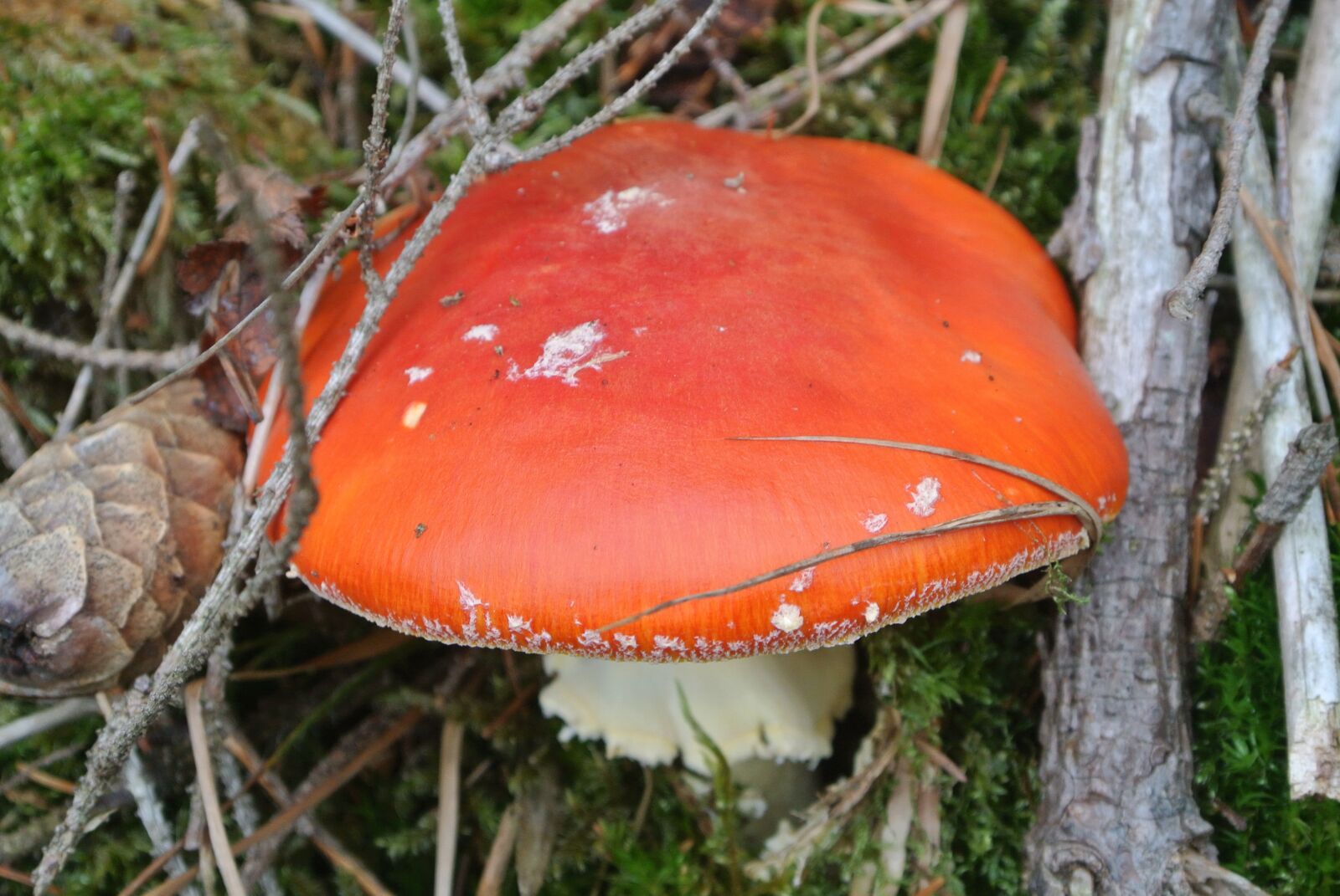 Nikon 1 J2 sample photo. Forest mushroom, red, autumn photography