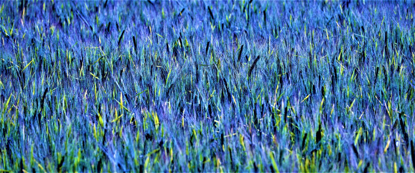 Sony a6000 + Sony E 70-350mm F4.5-6.3 G OSS sample photo. Cornfield, abstract, blue green photography