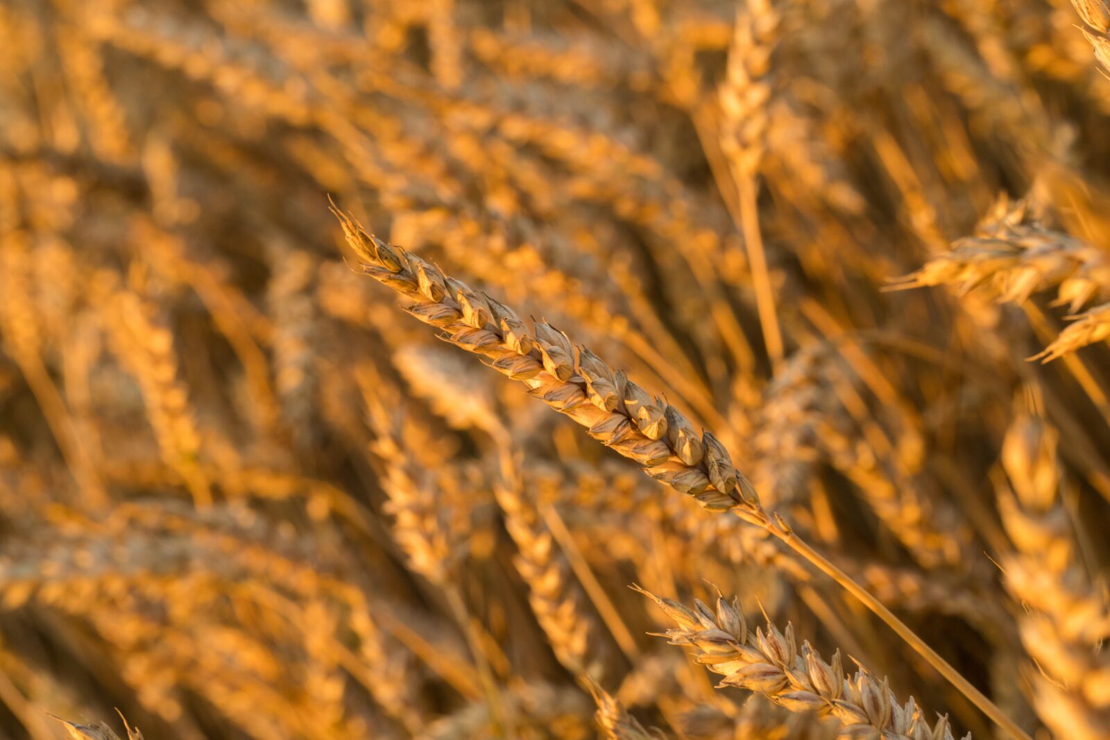 Canon EF 100mm F2.8L Macro IS USM sample photo. Grain, wheat, by chaitanya photography