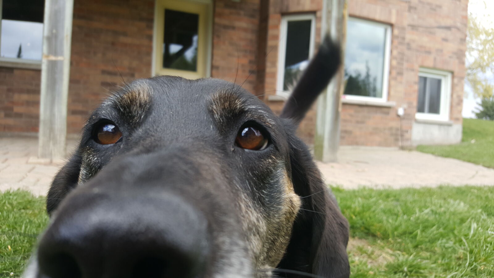 Samsung Galaxy S6 sample photo. Dog photography